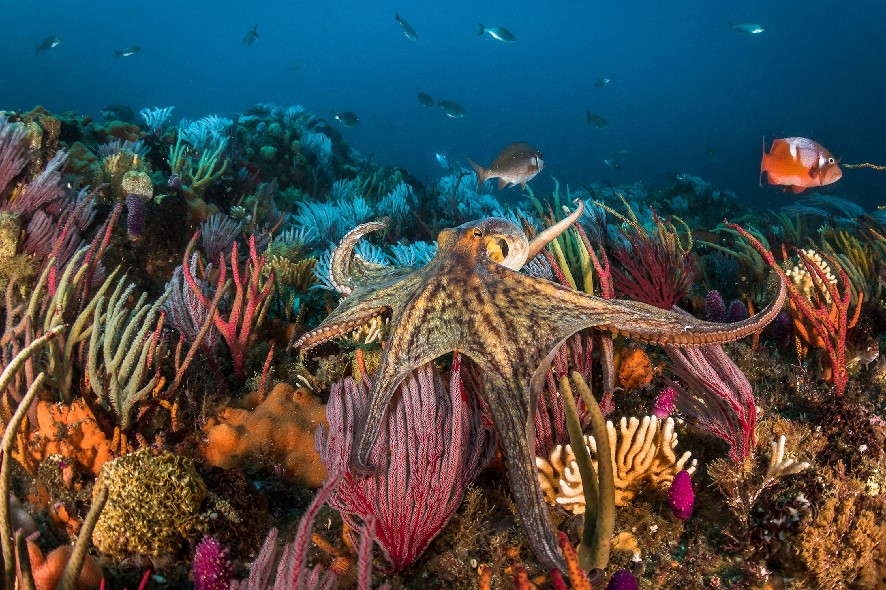 a common octopus swimming among coral reef
