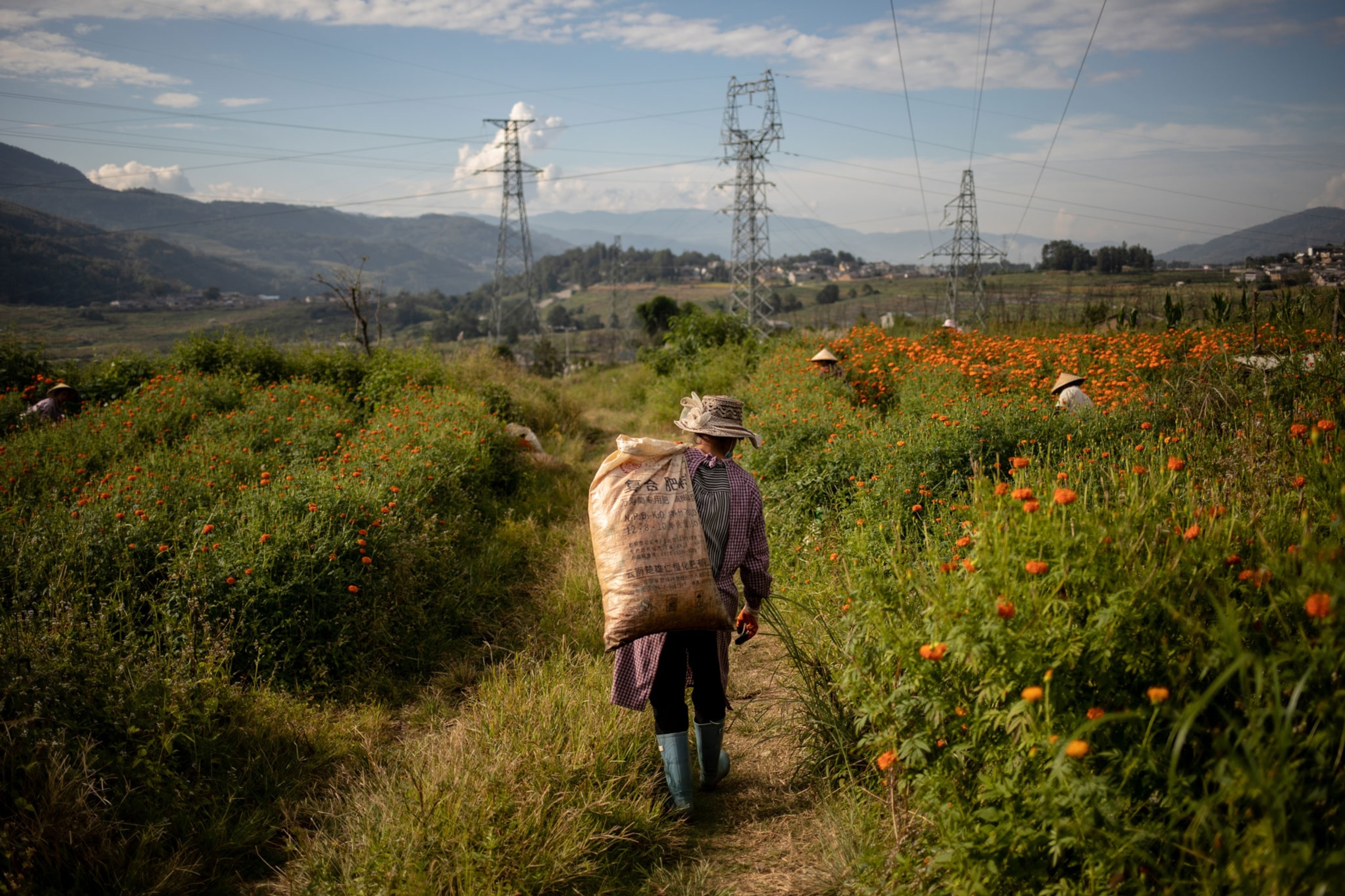 photograph of people working in orange chrysanthemum field