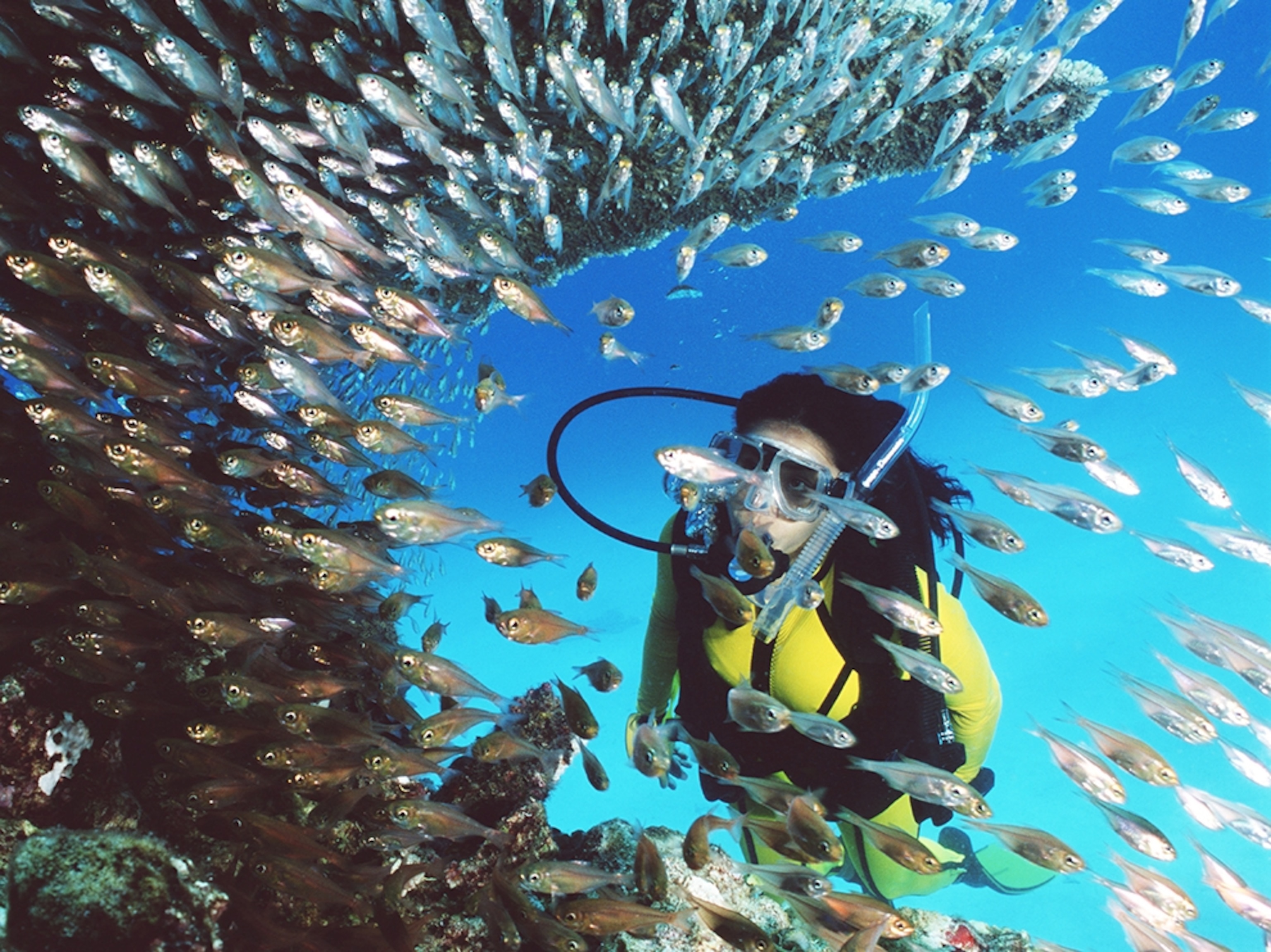 a woman scuba diving in Great Barrier Reef, Australia