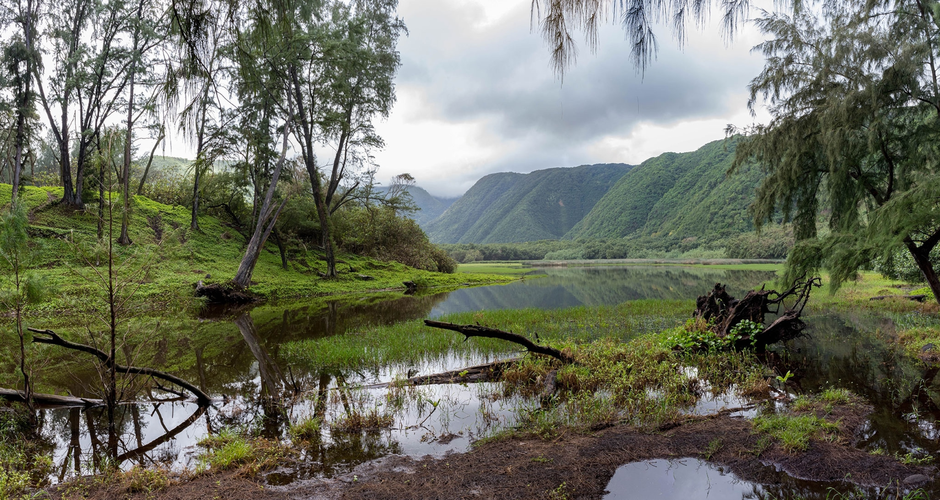 A luscious, green, landscape, with puddles of water in the foreground and rainforest covered mountains in the background.