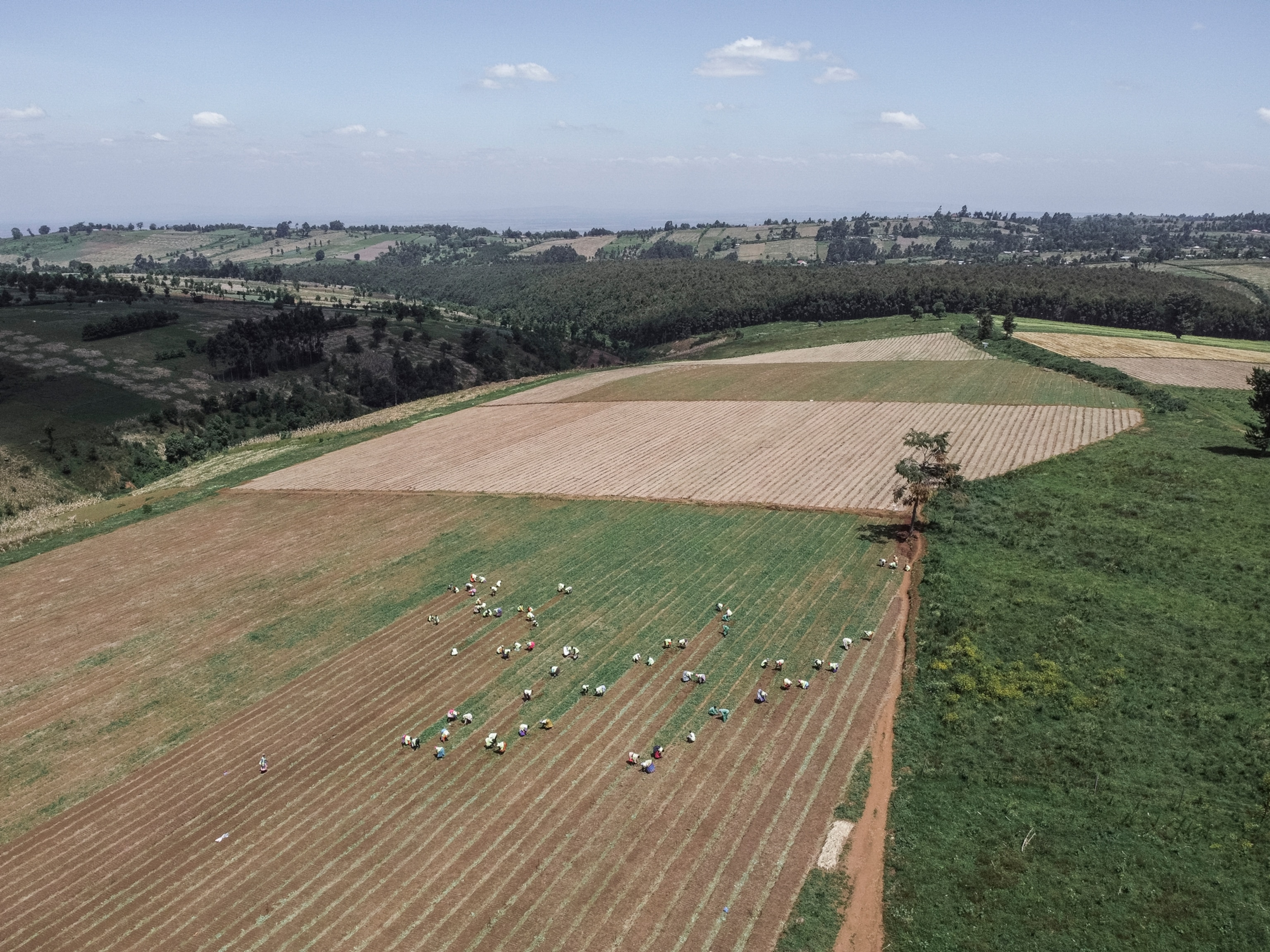 part of the pyrethrum nursery