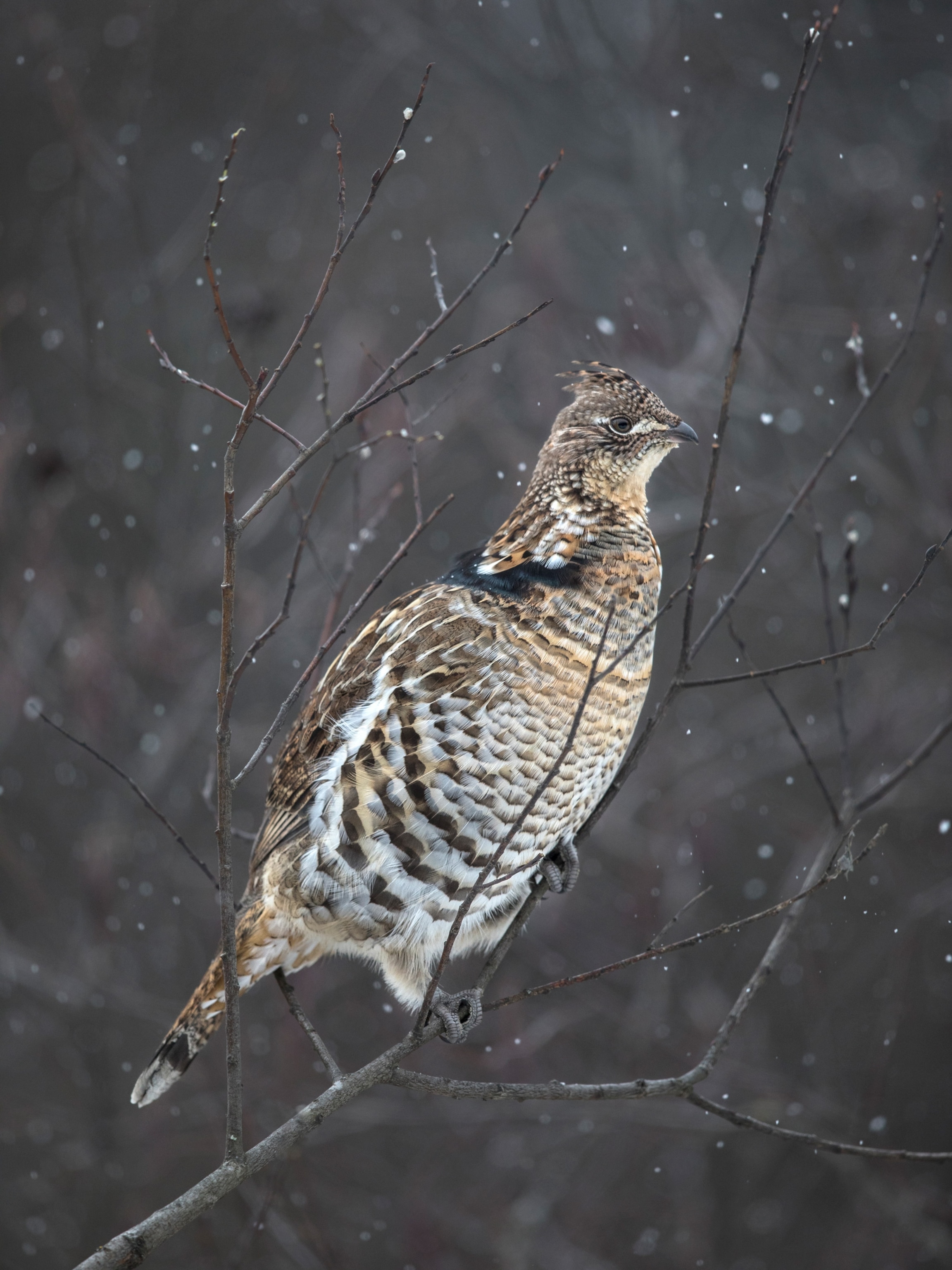 a ruffed grouse on a branch