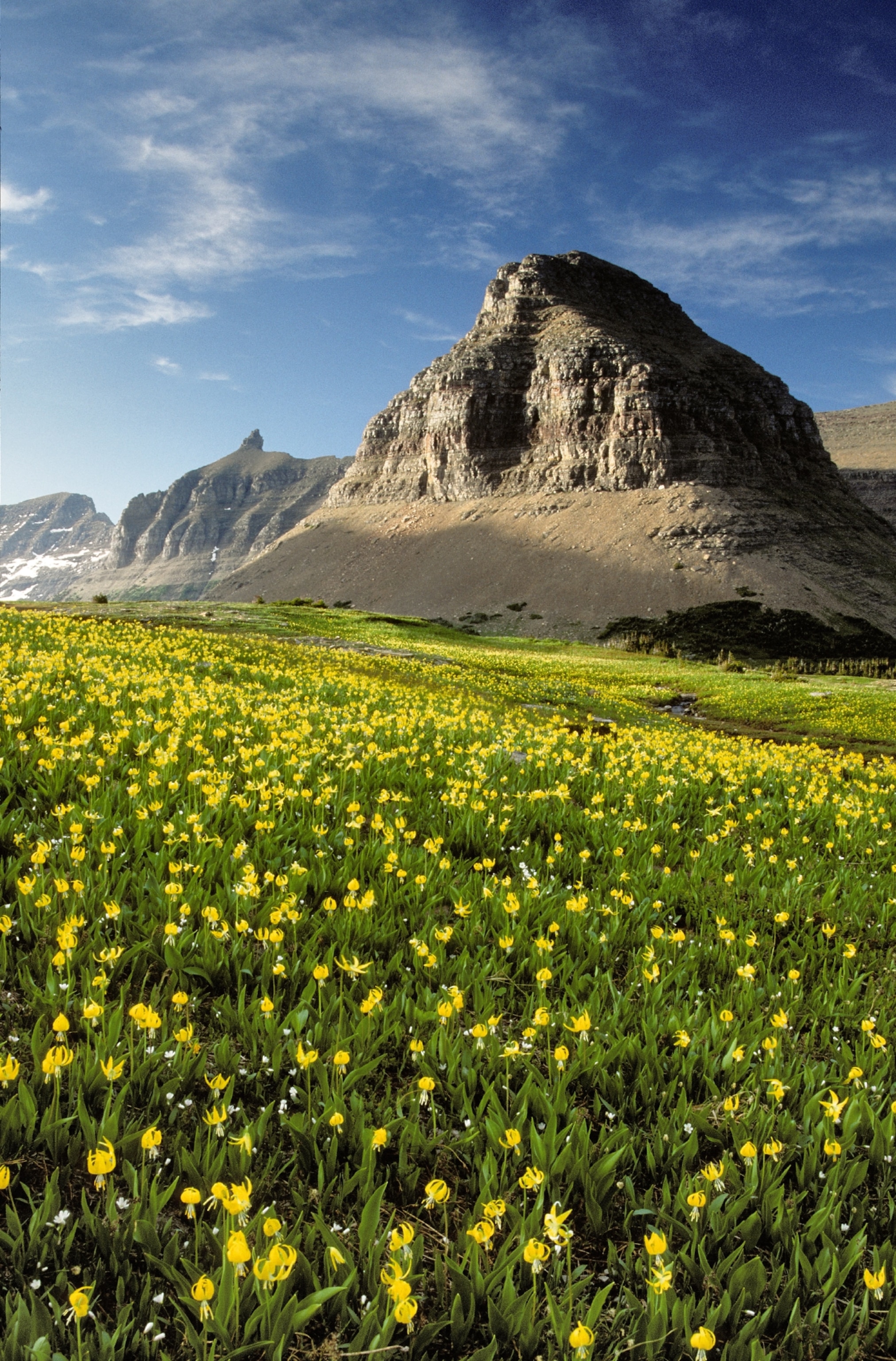 A field of flowers leads to a mountain range in the distance