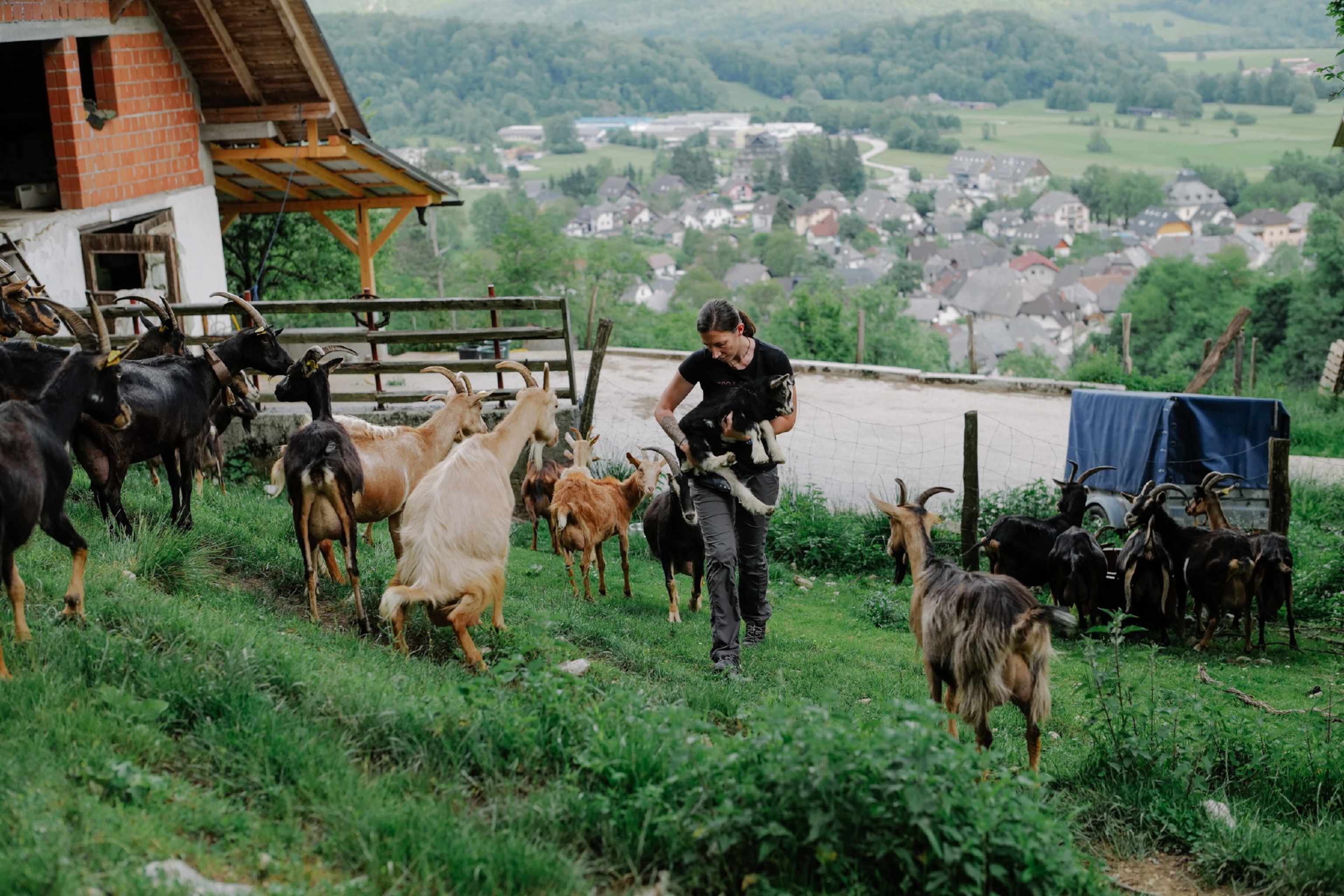 Woman holding a young goat surrounded by other goats outside