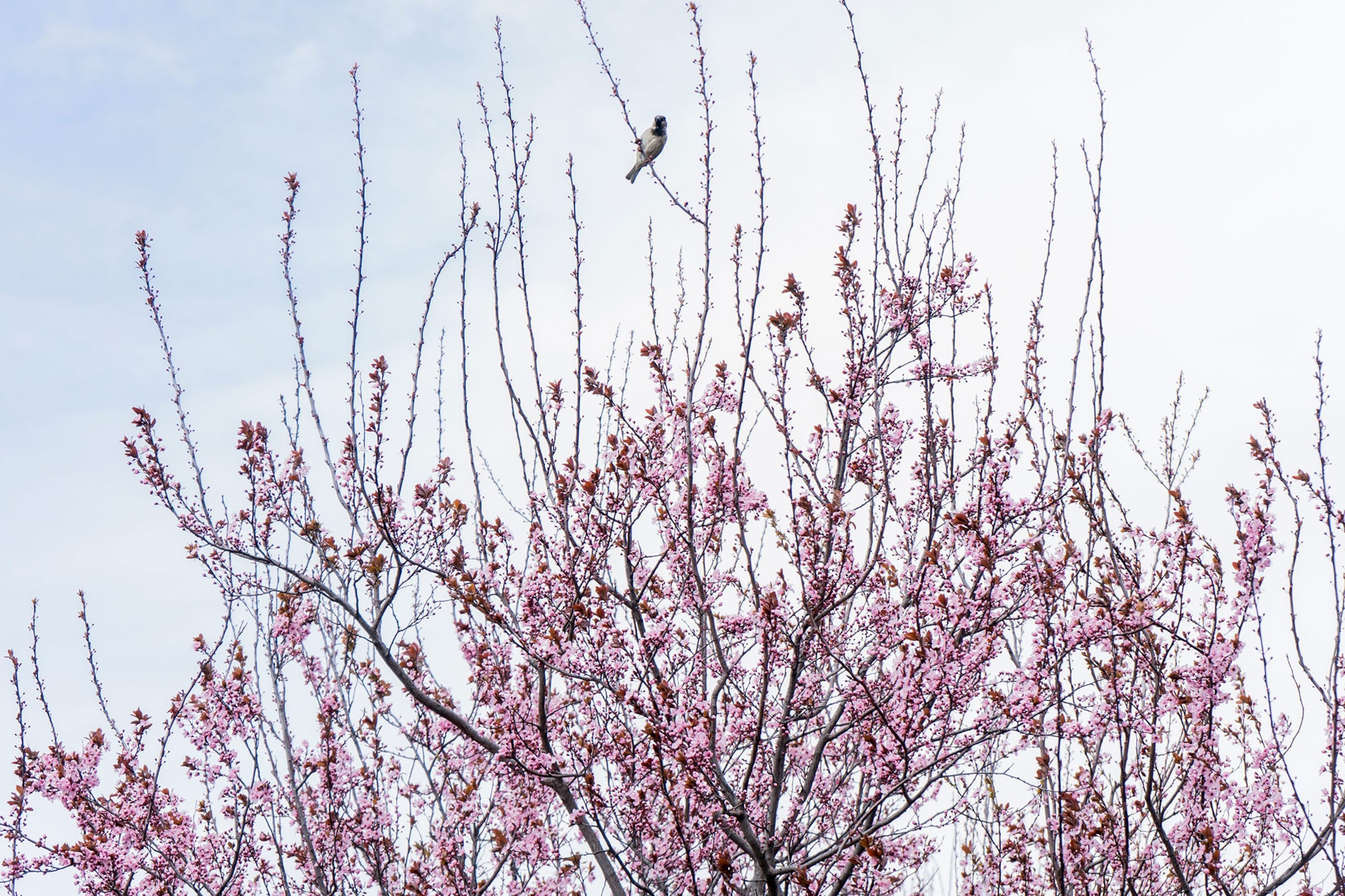 Bird resting in a cherry blossom tree