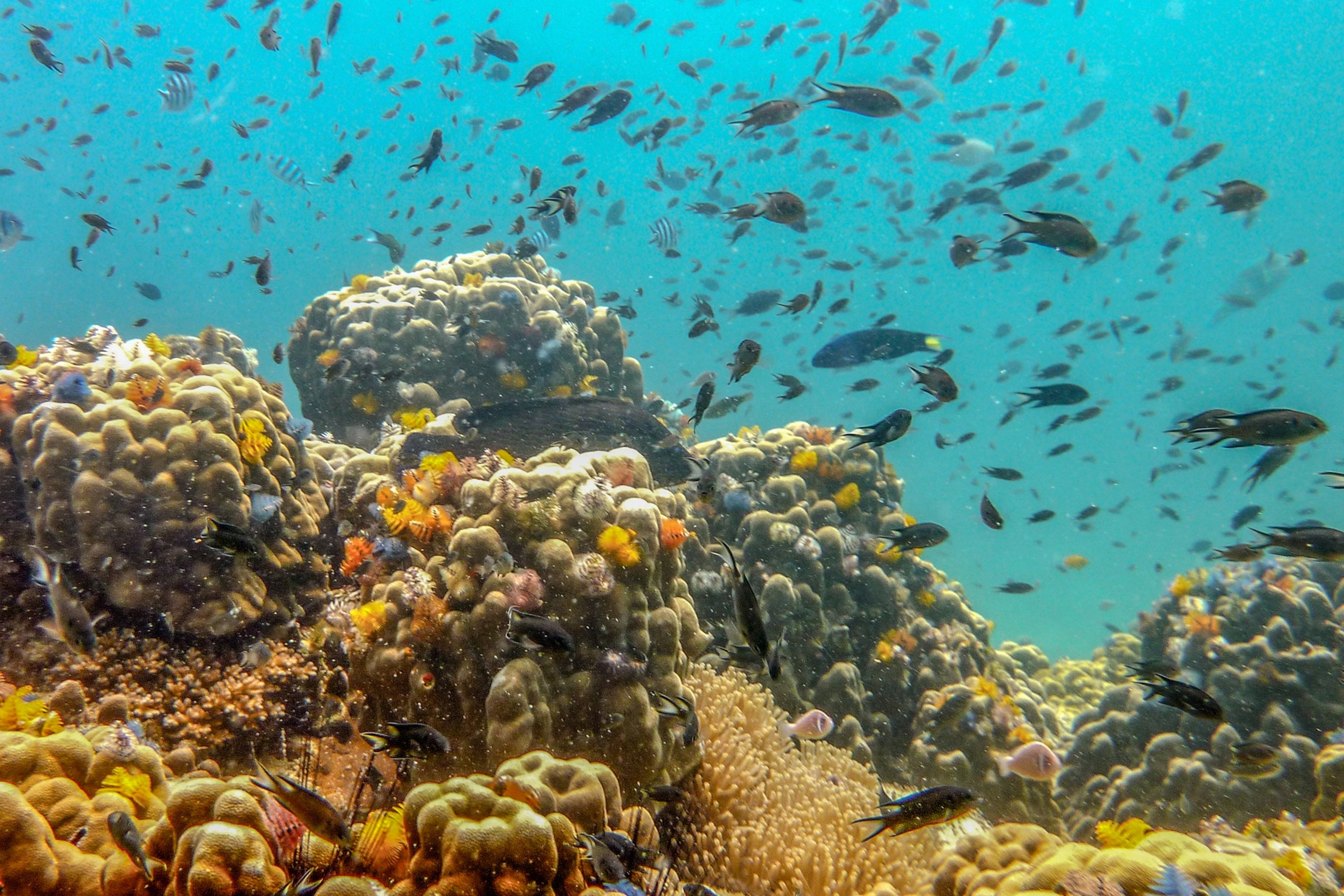 A busy coral reef from a diver's perspective.
