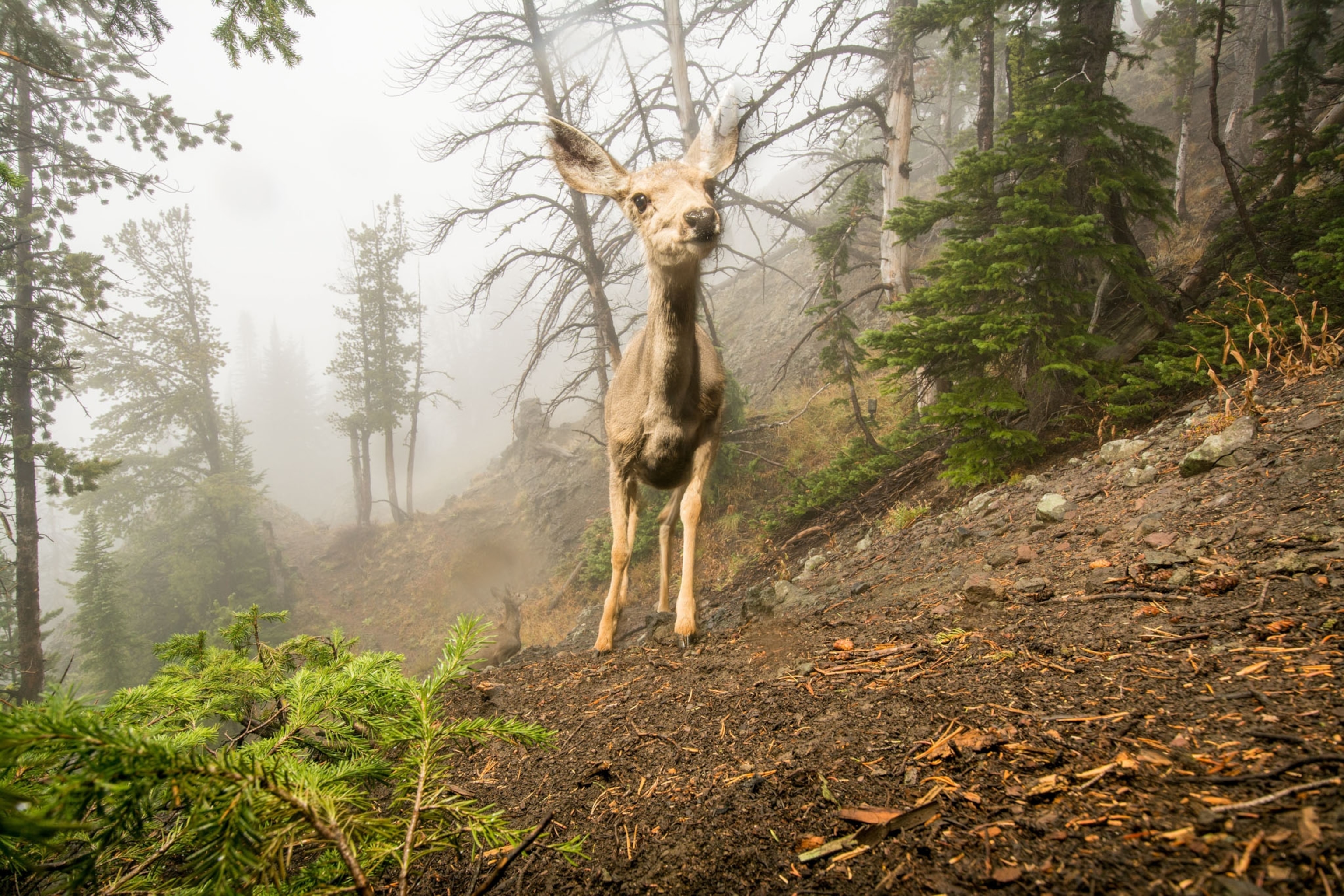 a deer at Eagle Pass, Yellowstone National Park, Wyoming