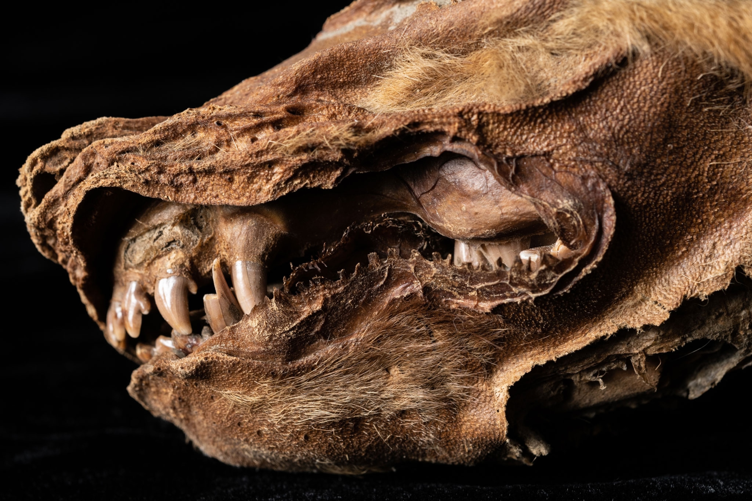 well-preserved wolf pup