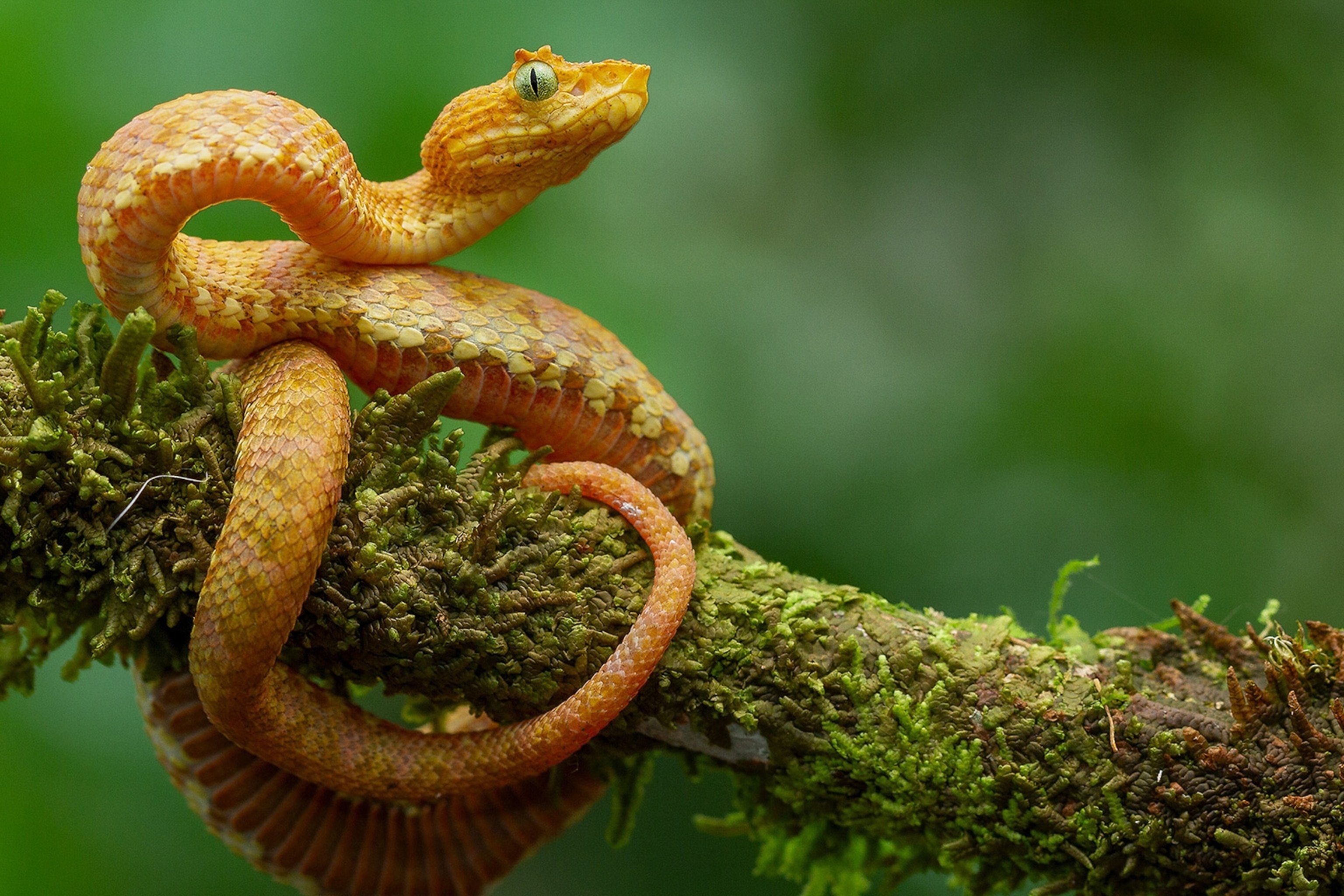 A yellow and orange snake with green eyes has its tail wrapped around a mossy branch in the jungle.