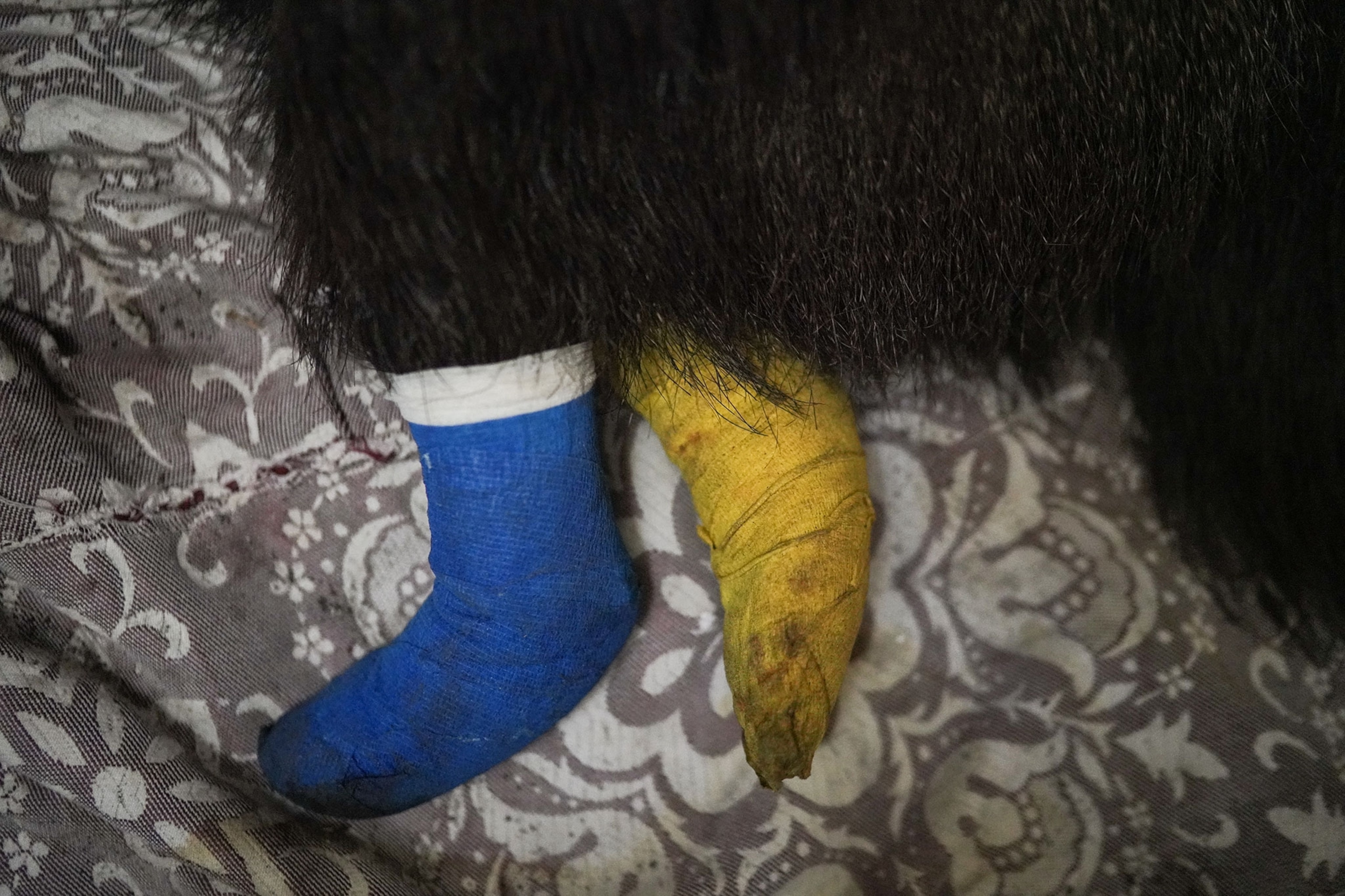 bandages on an anteaters legs