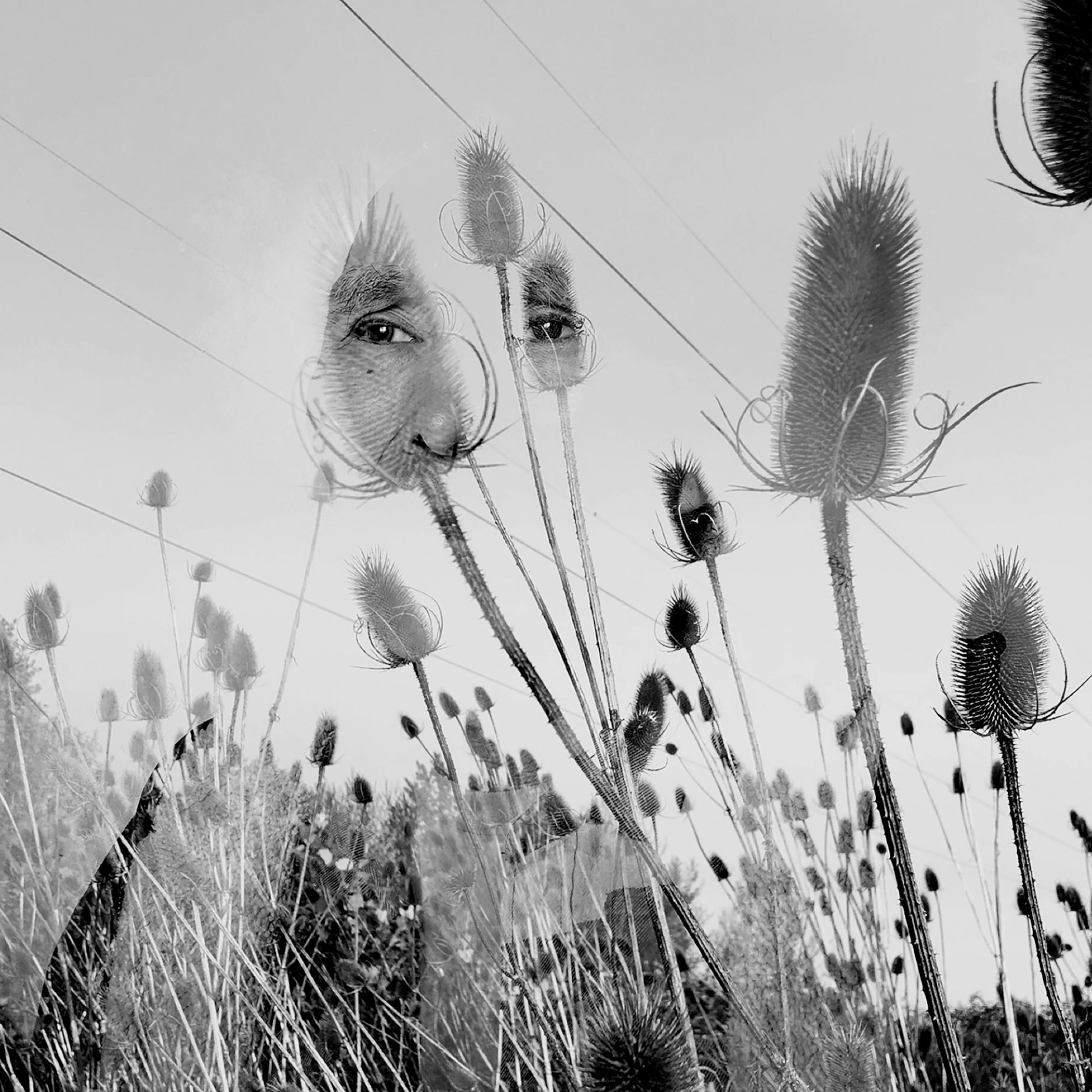 Picture of man's eyes seen through tall grasses.