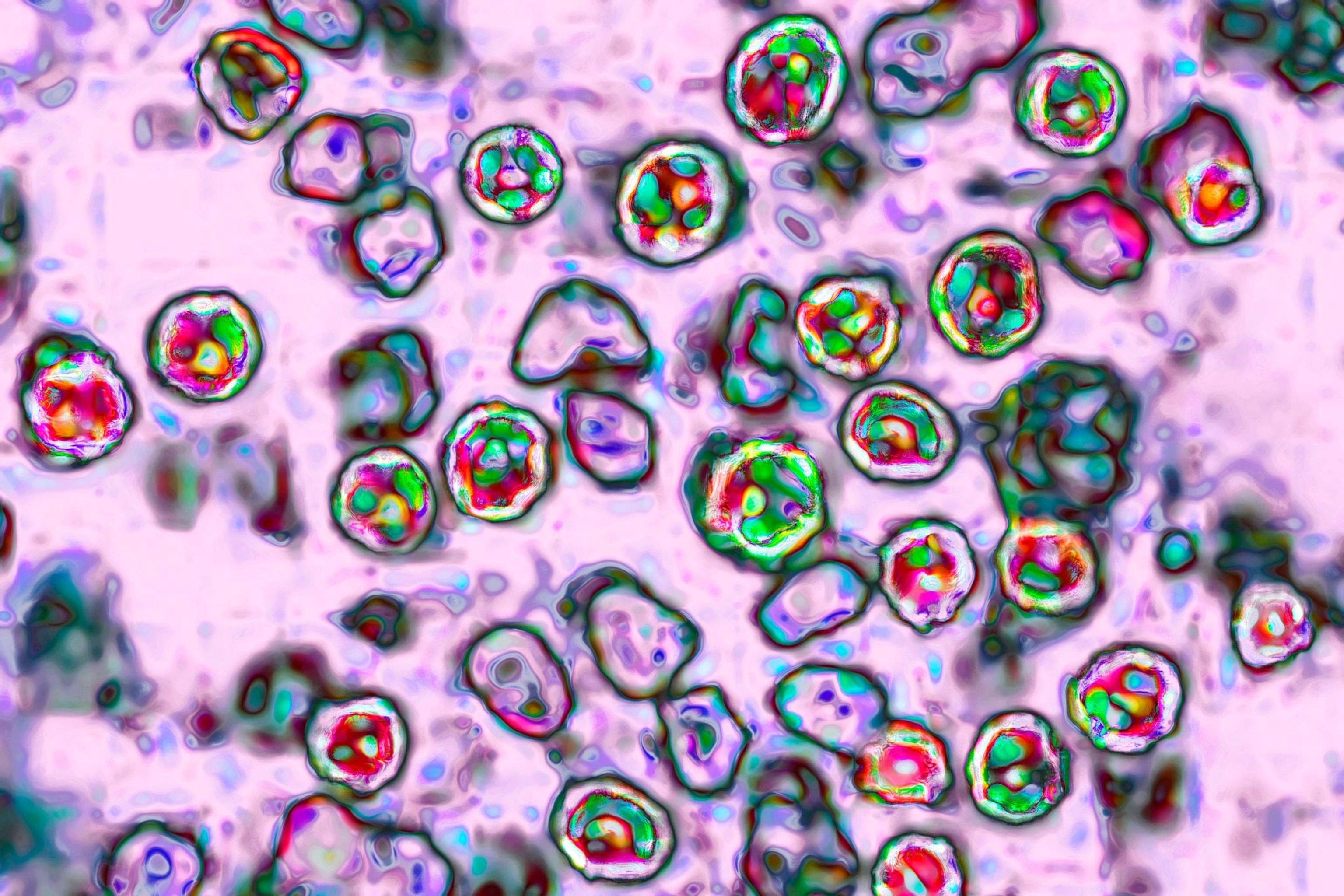 A close up of cells, multicolored with purple dominate