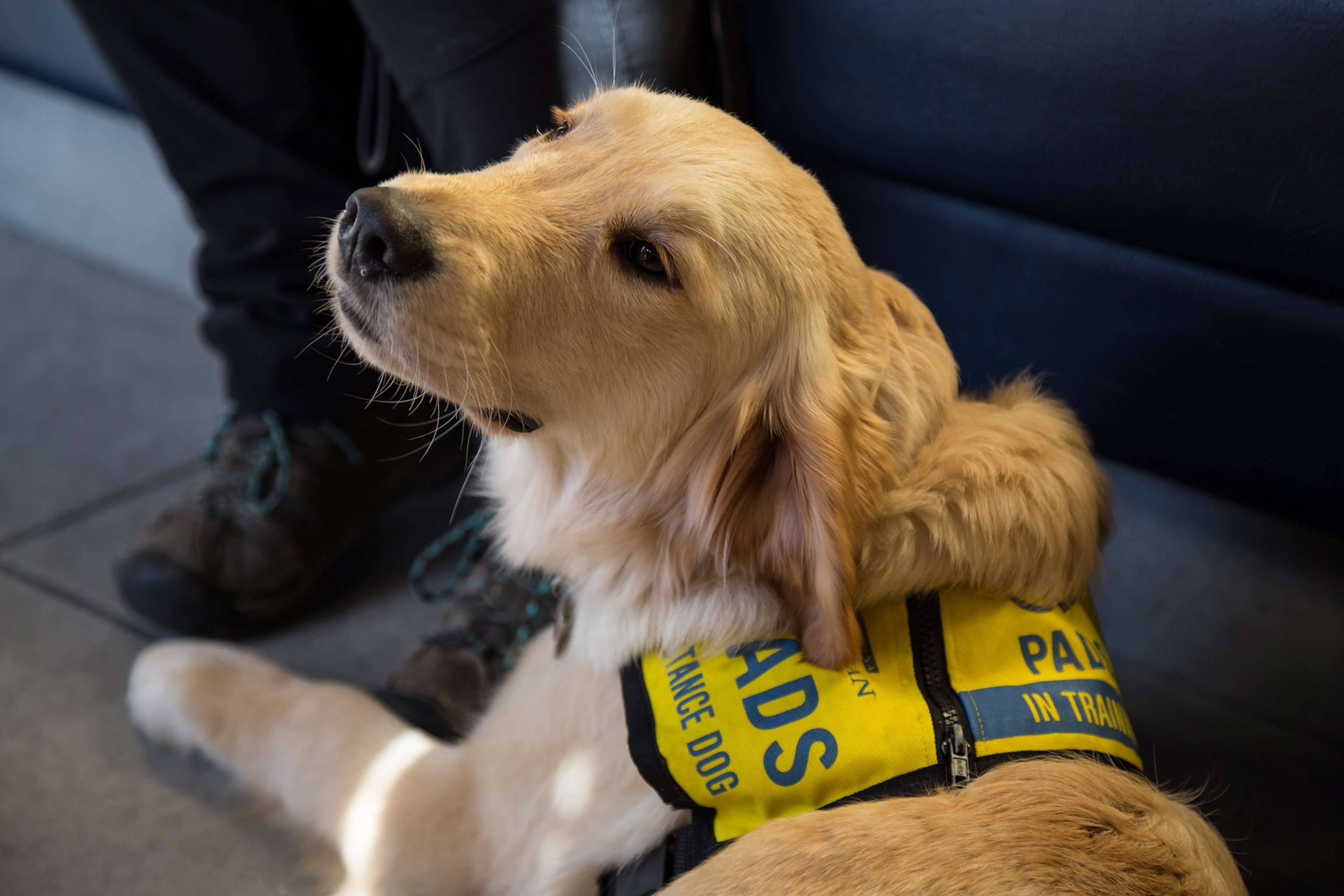 A golden retriever service dog looking up at the camera.