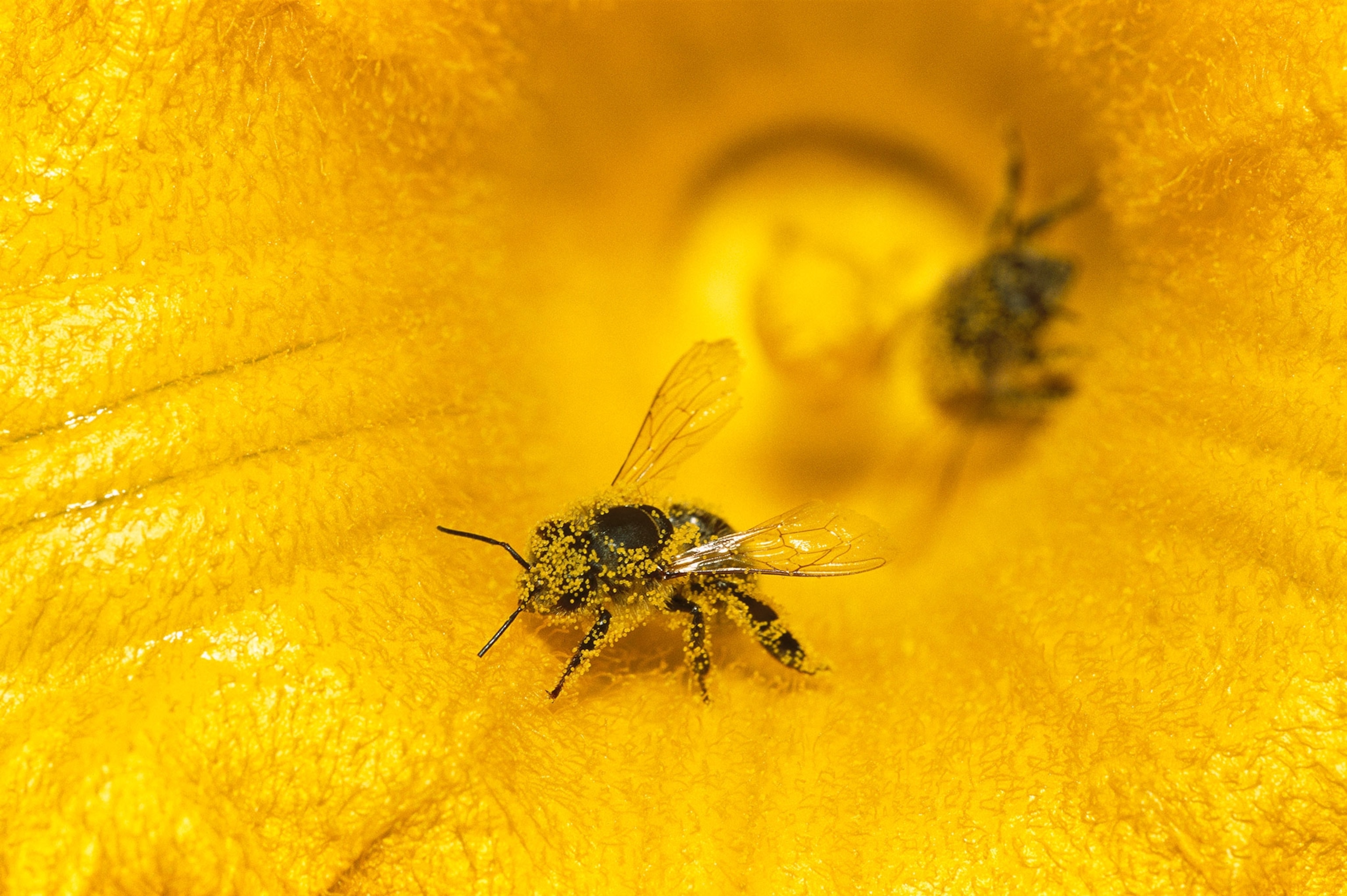 a honeybee covered in pollen