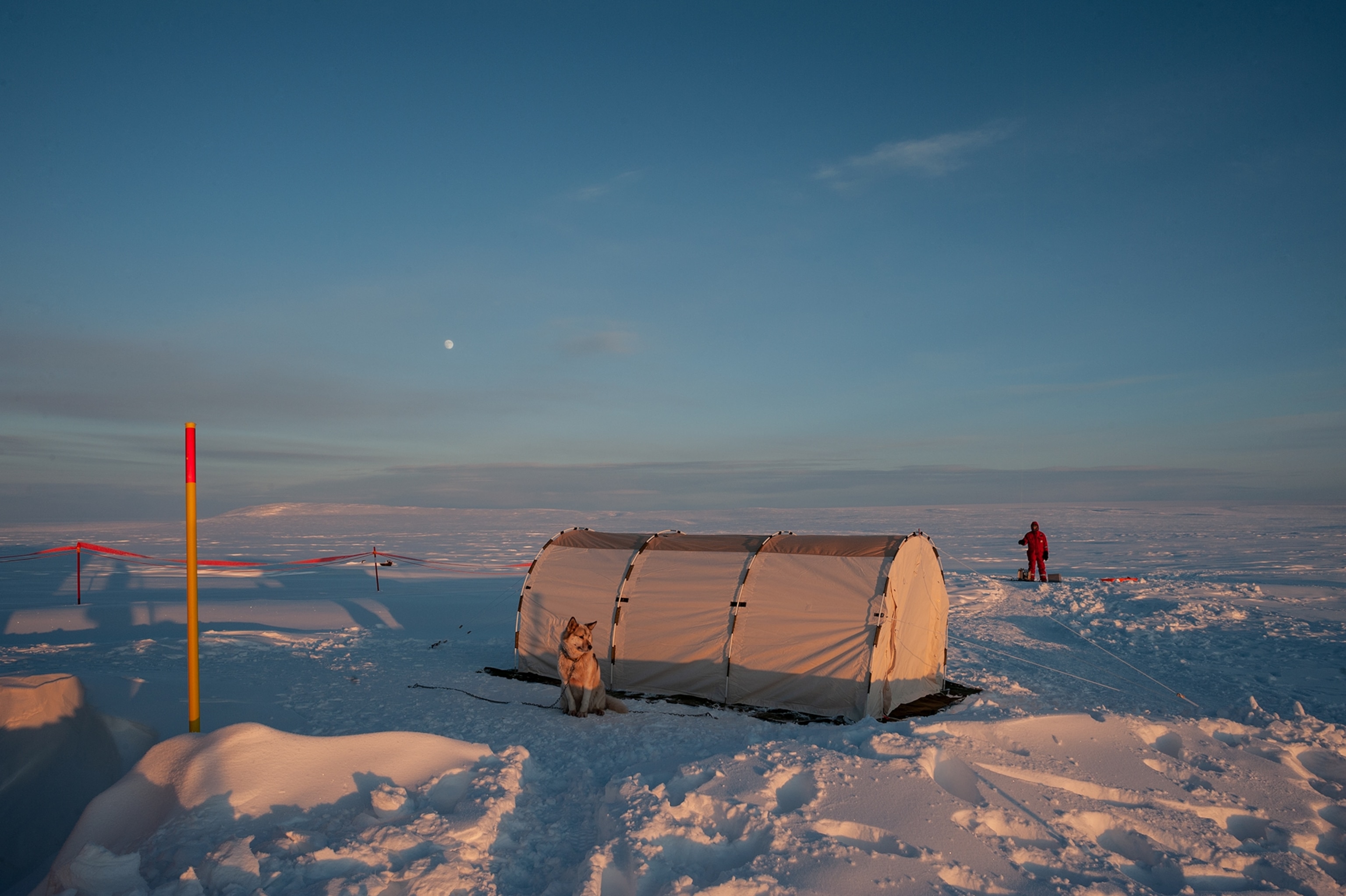 a guard dog on watch for polarbears