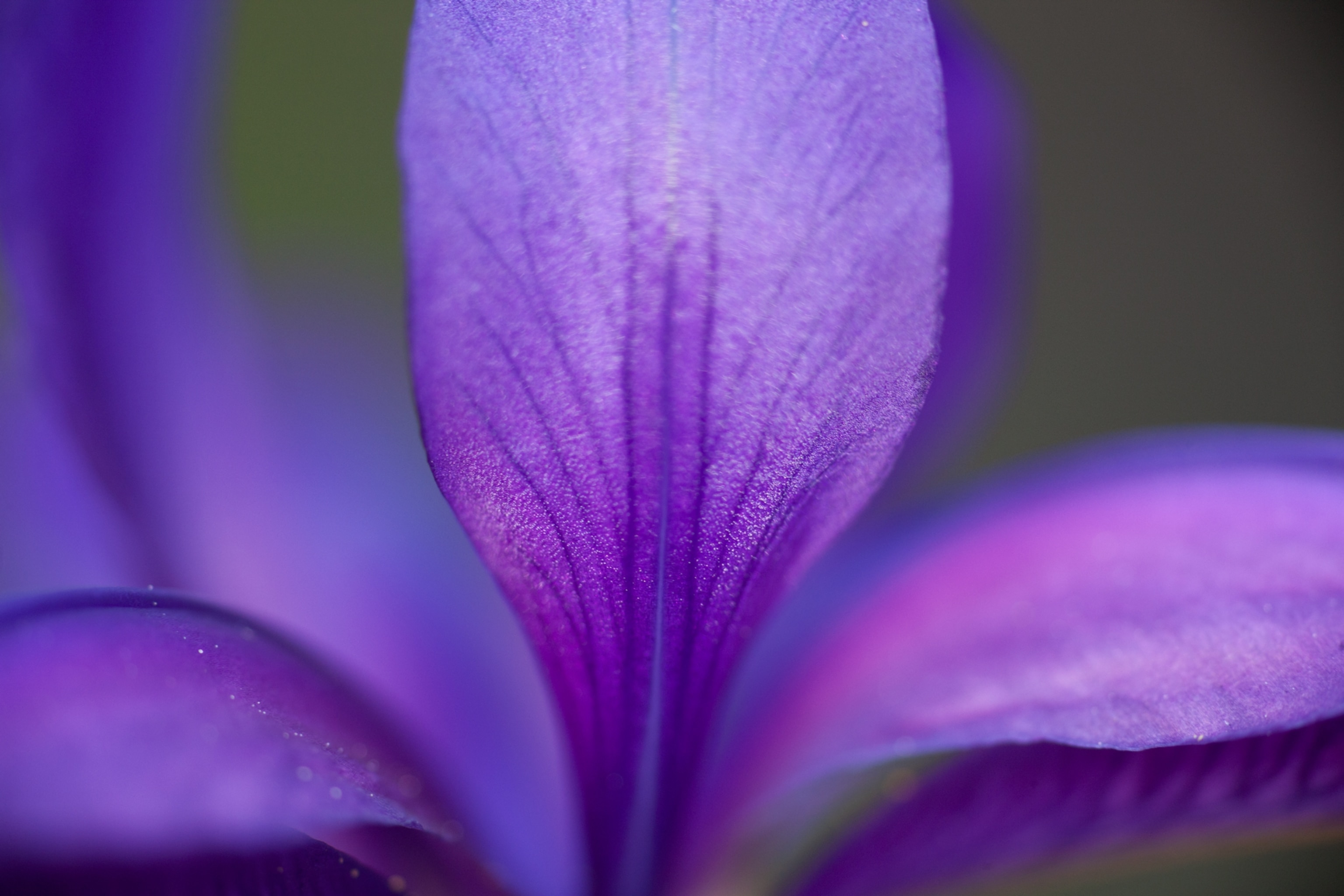 a Gerês lily