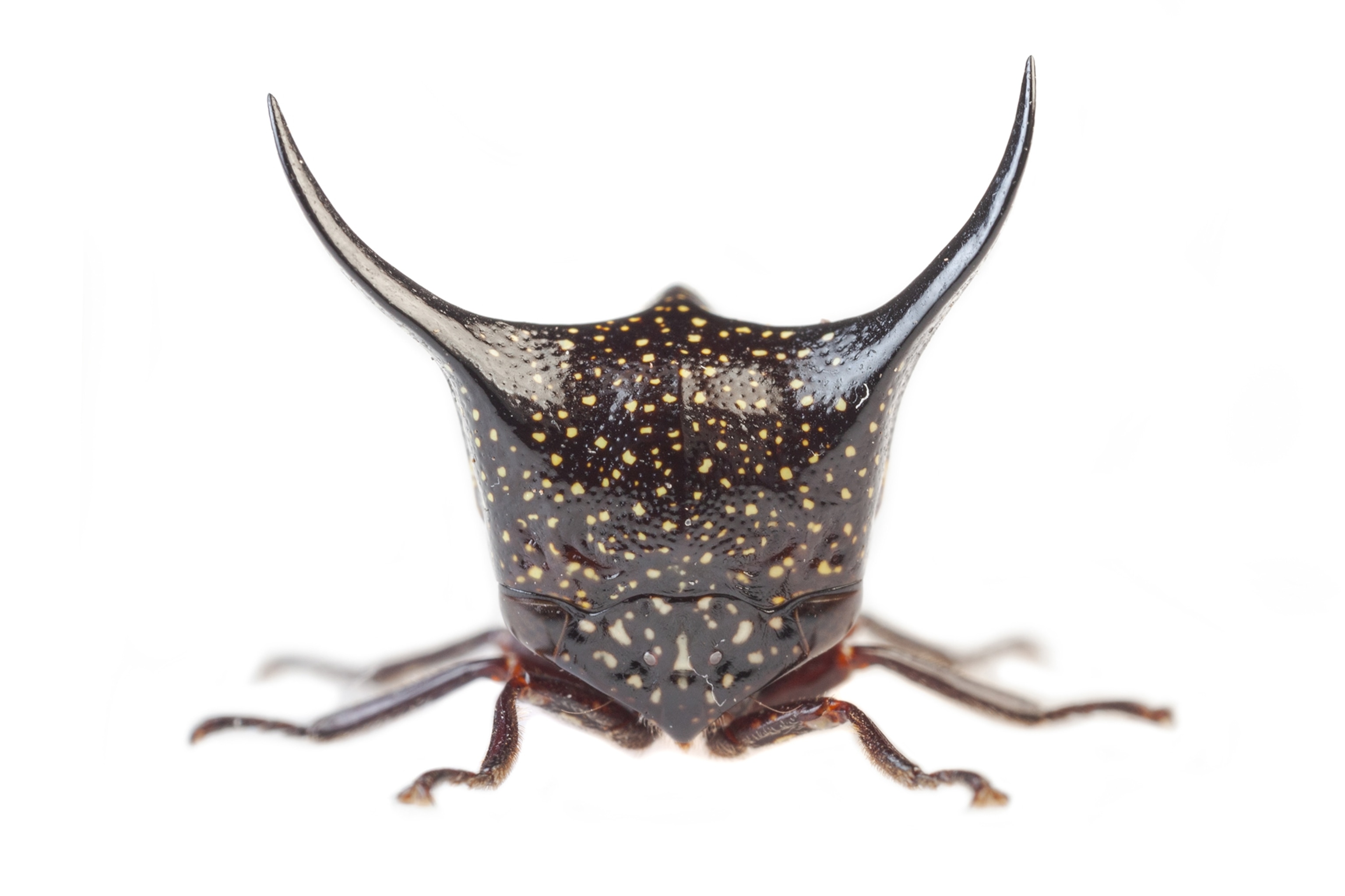 a treehopper on a white background