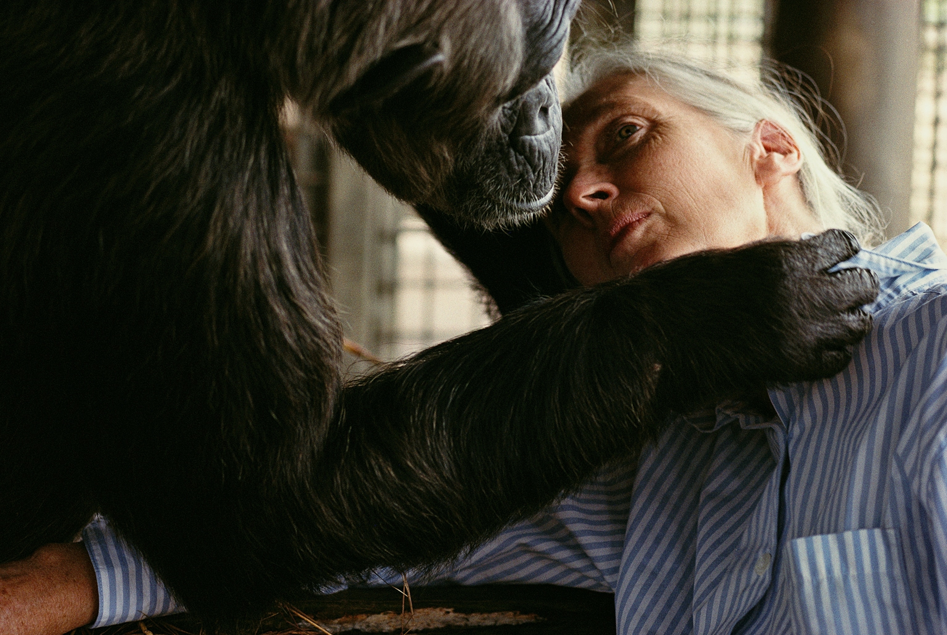 chimp and Jane Goodall