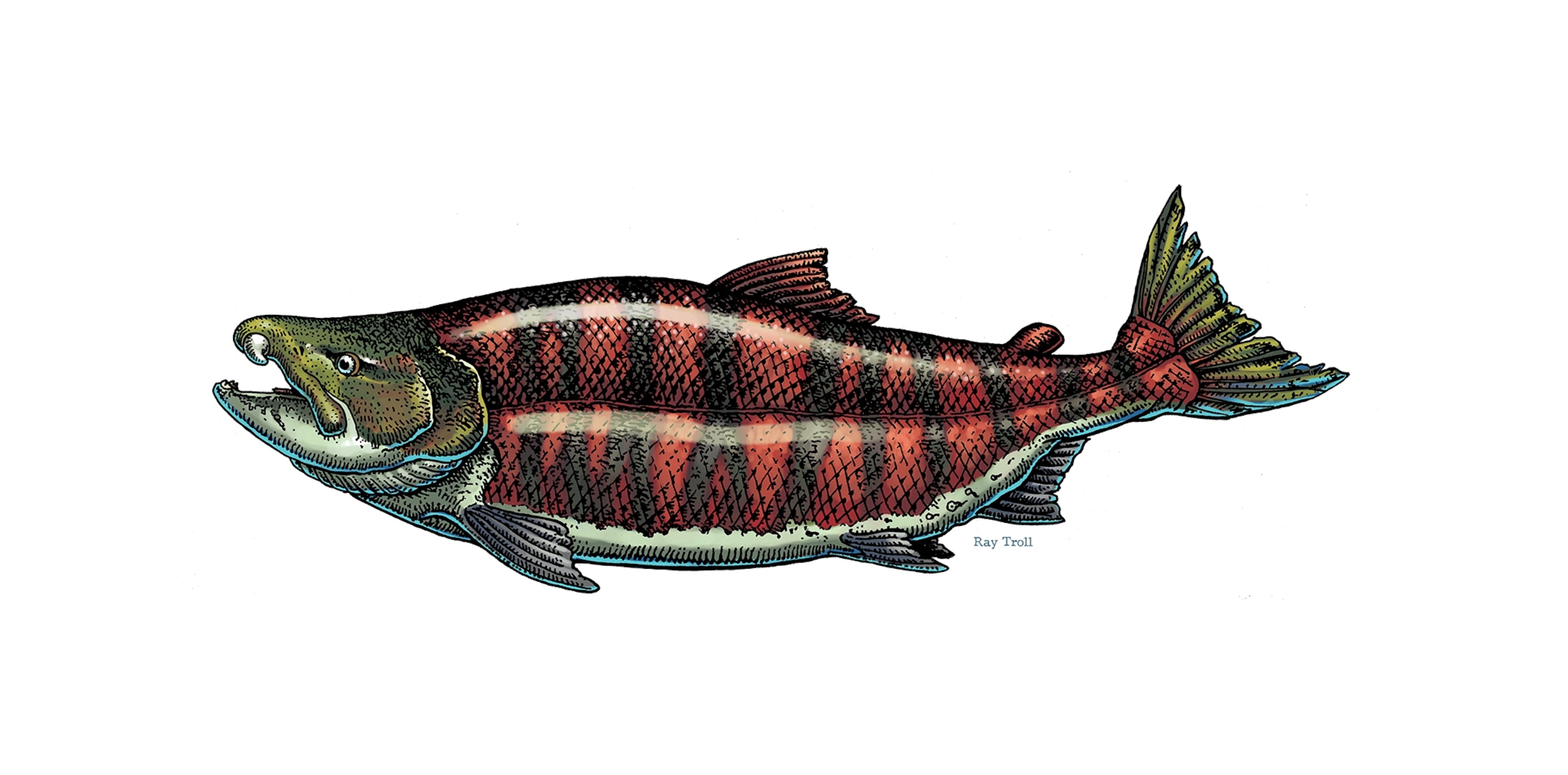 An illustration of a the Salmon with hues red and green and black scales on a white background.