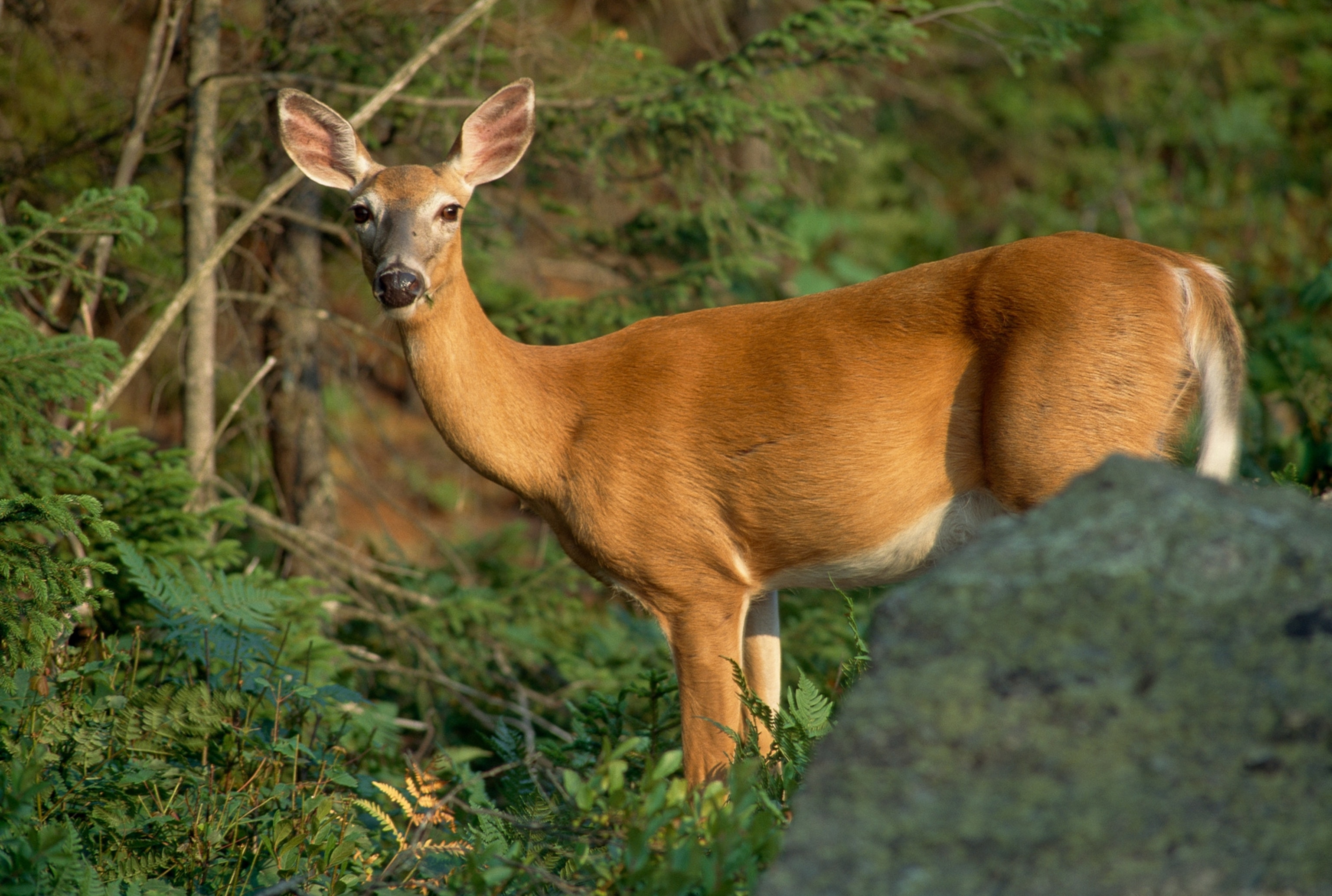 A deers gaze is affized in the direction of the camera with green brush all around.