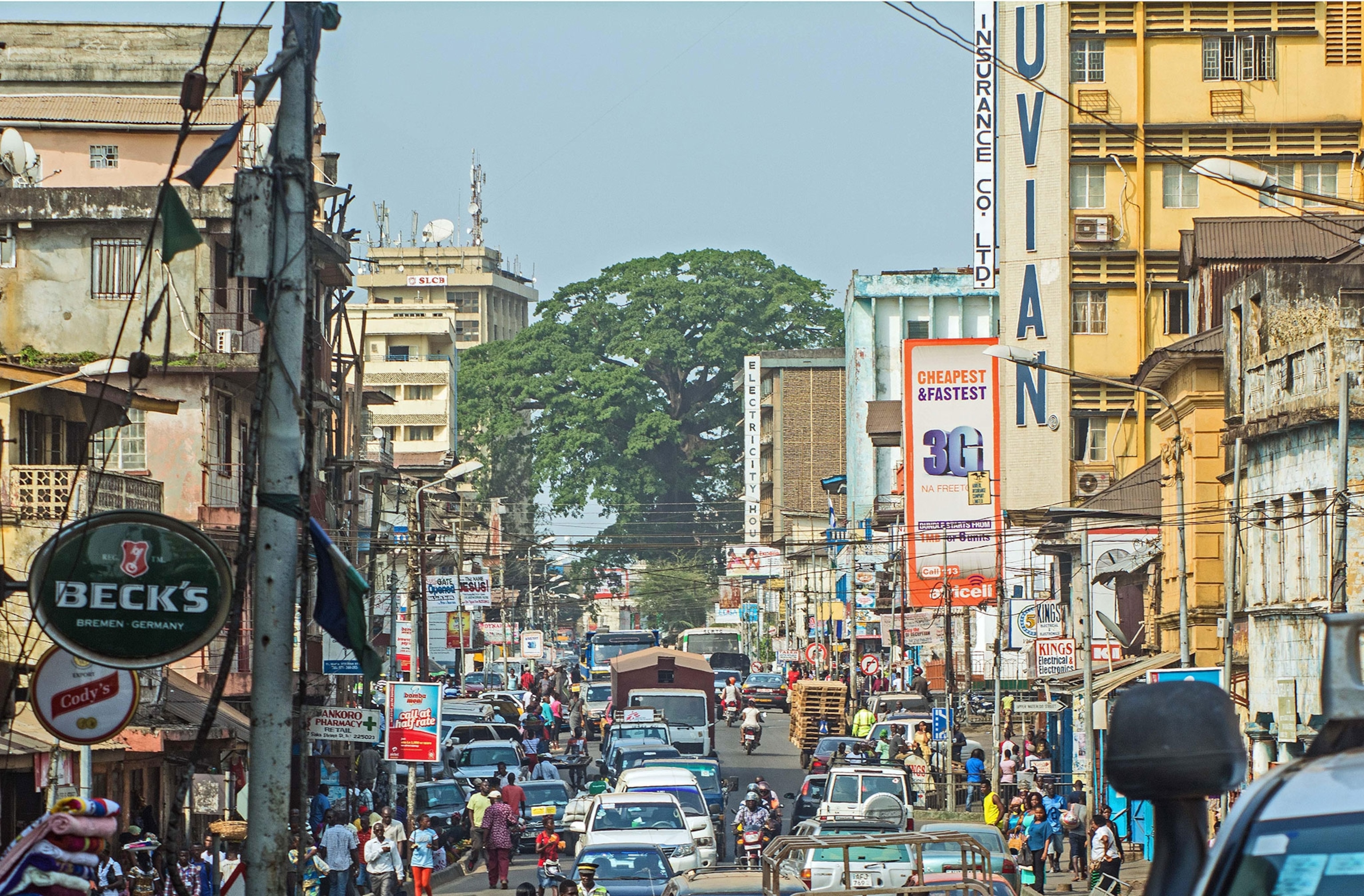 a tree in downtown Sierra Leone