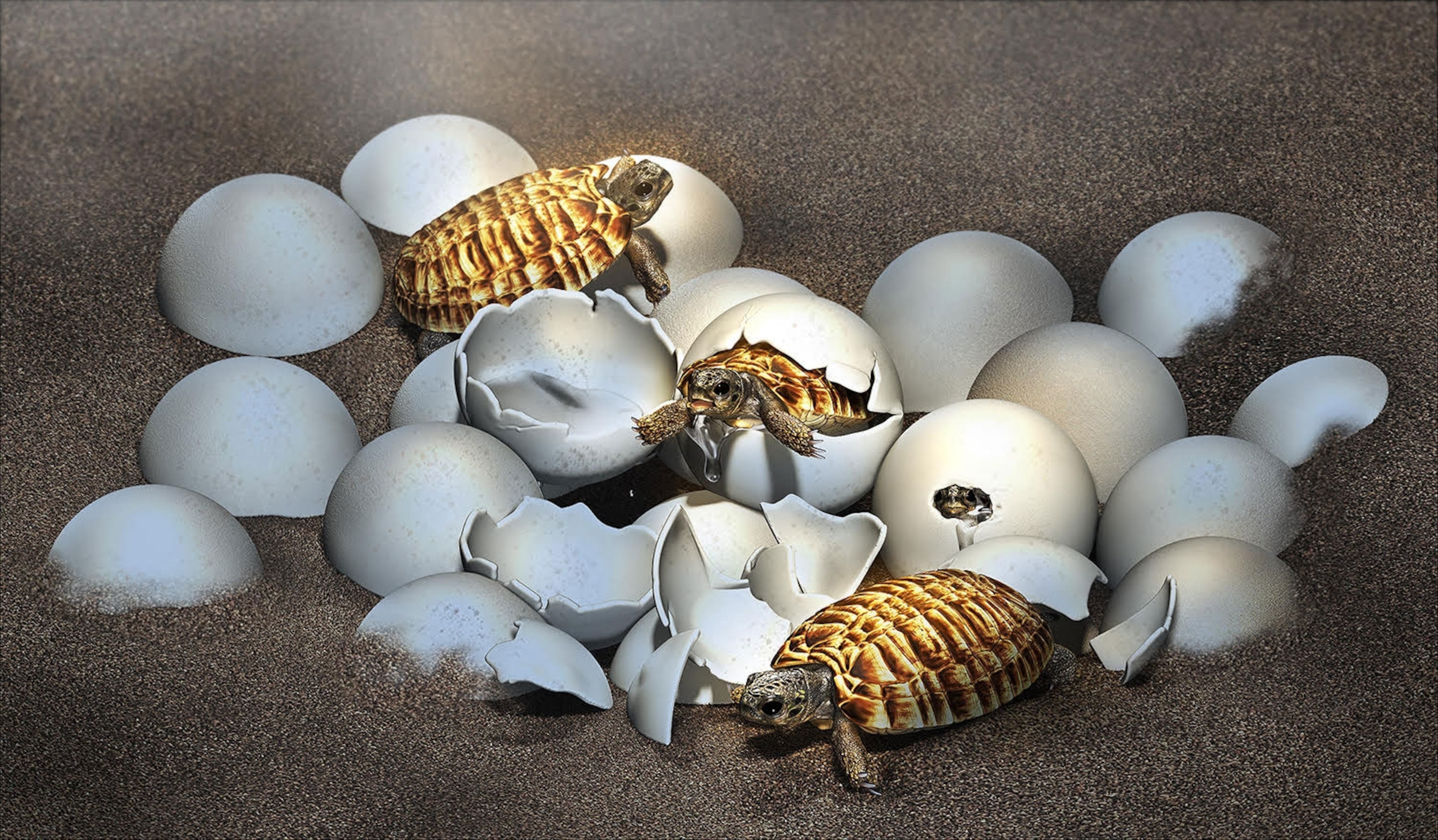 A buried nest of eggs with turtles hatching.