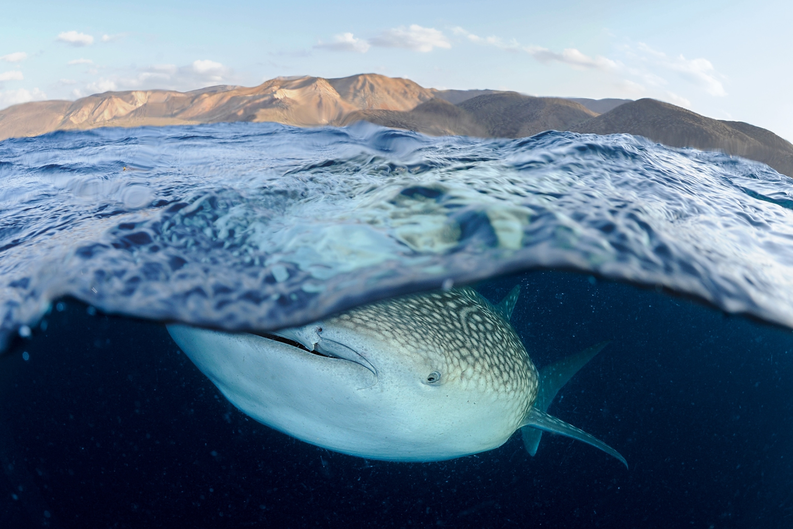 Picture of shark just under water surface.