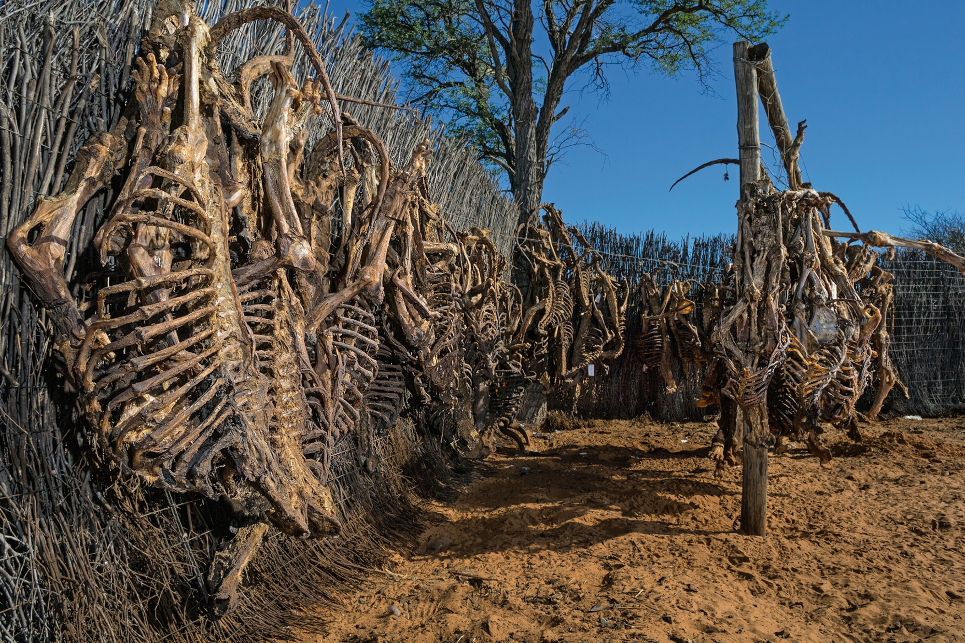 lion skeletons