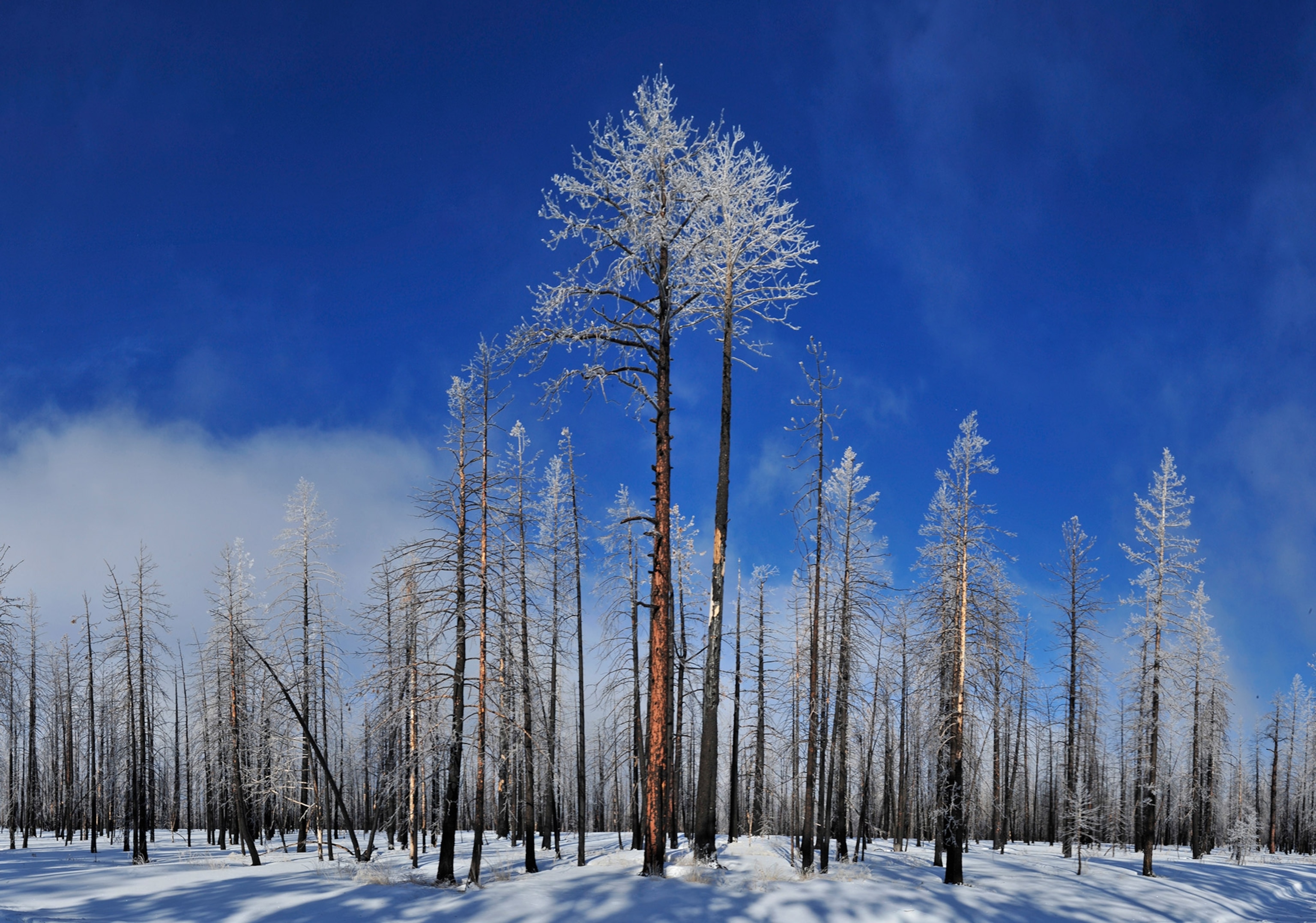 a grove of trees in winter in Bryce Canyon National Park in Utah