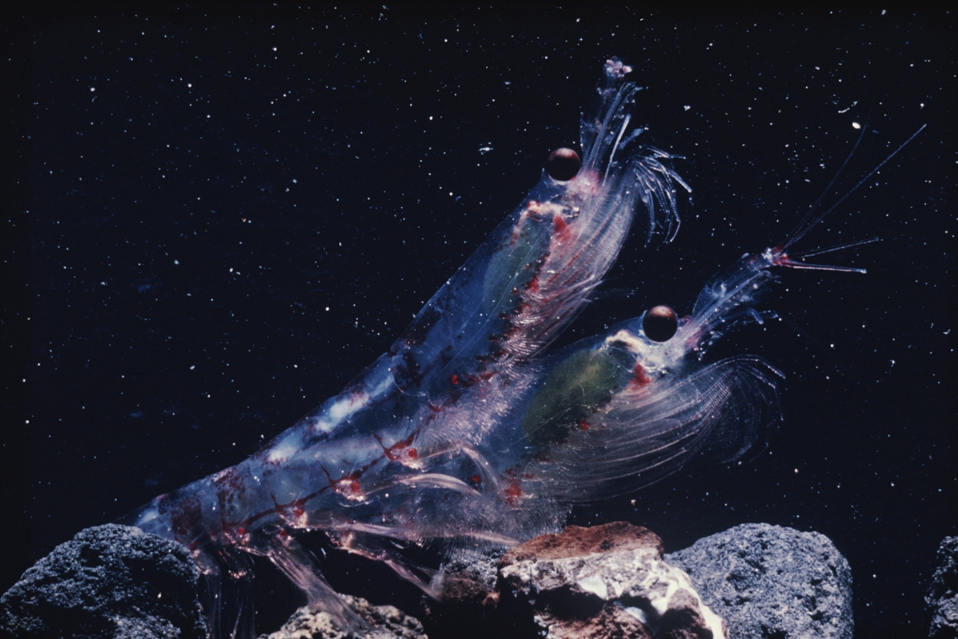 krill