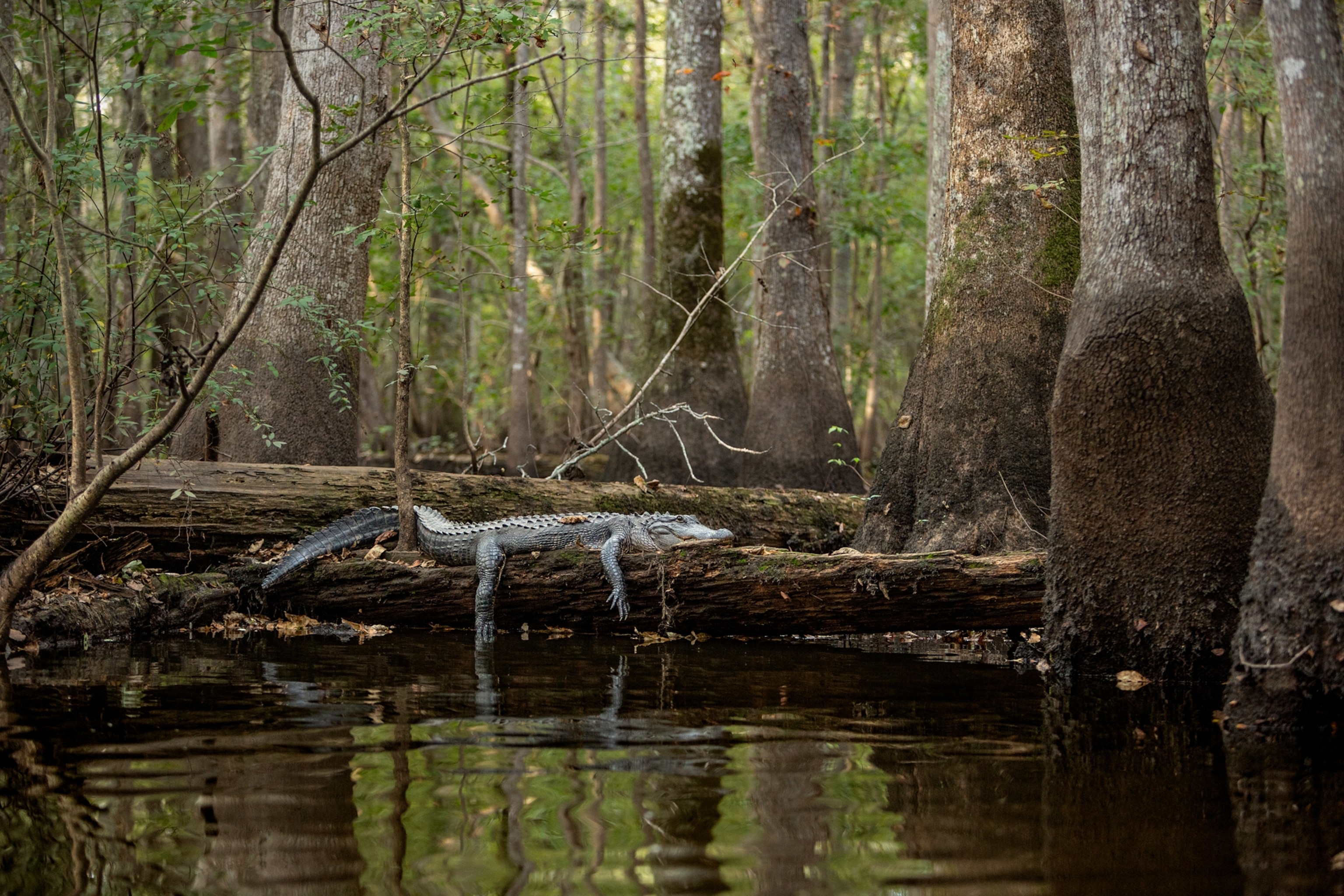Alligator lounging on follen cypress tree.