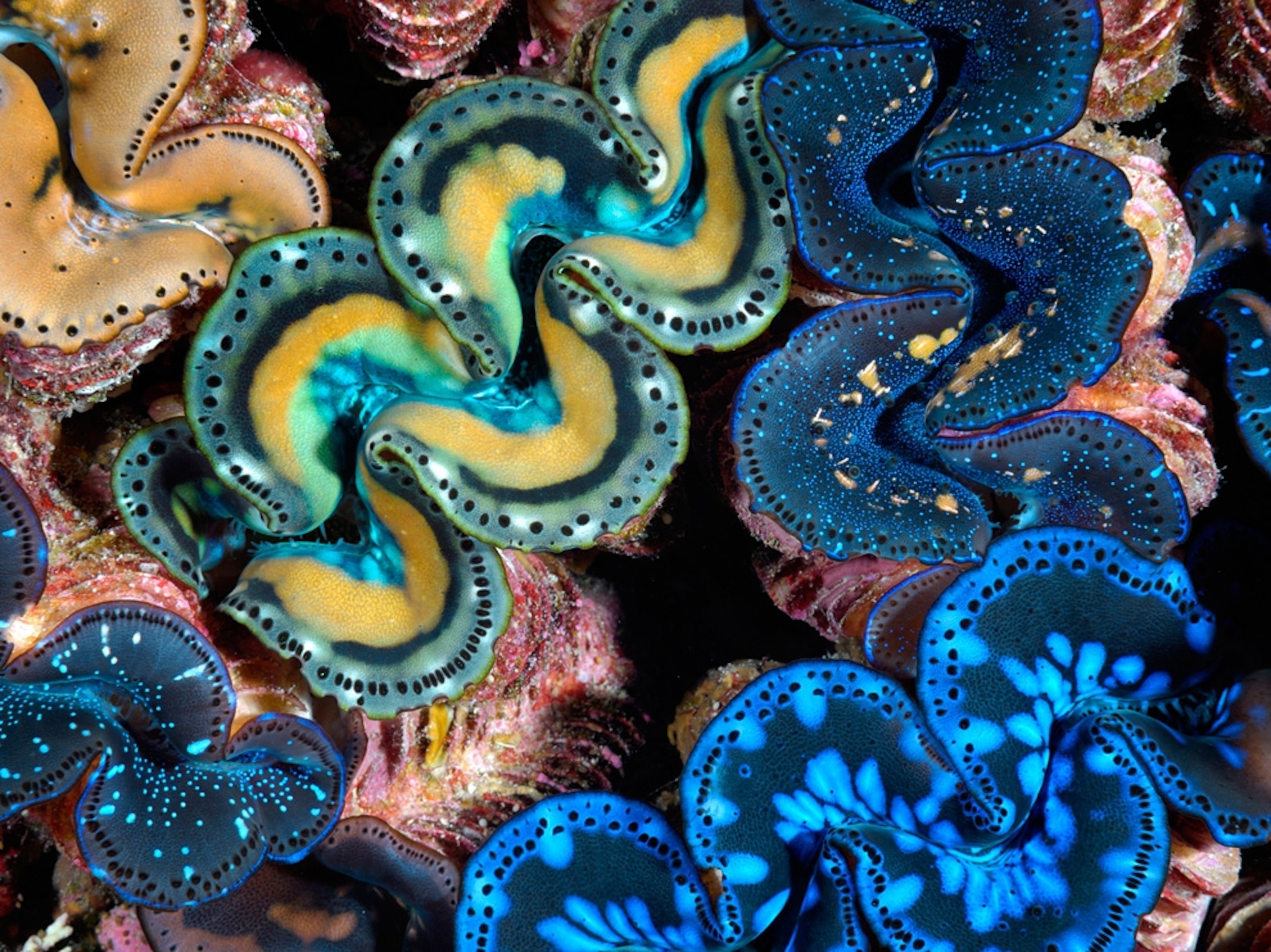 Close-up of giant clams