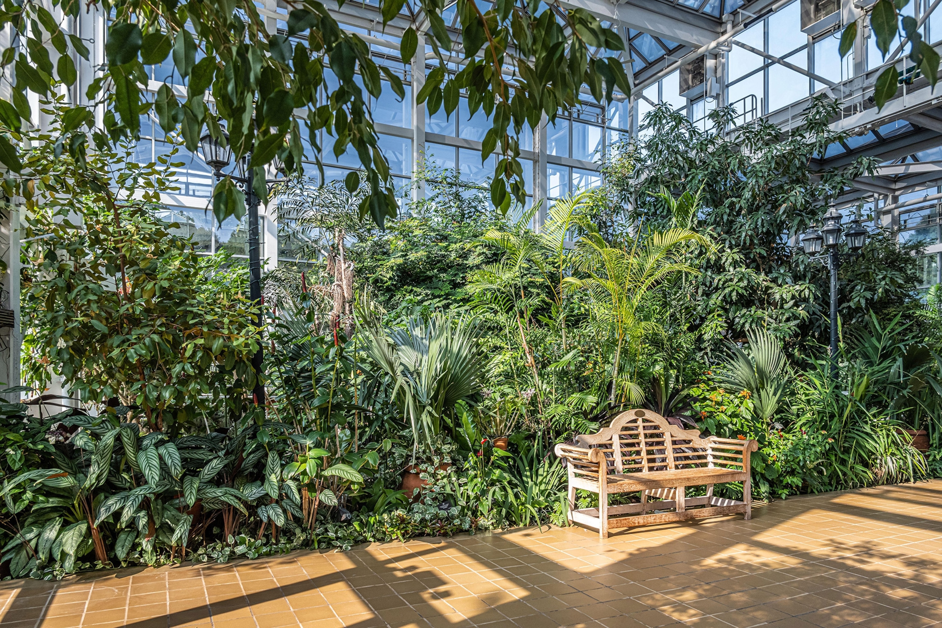Light and shadow casted on a bench with lush green trees in a glass room.