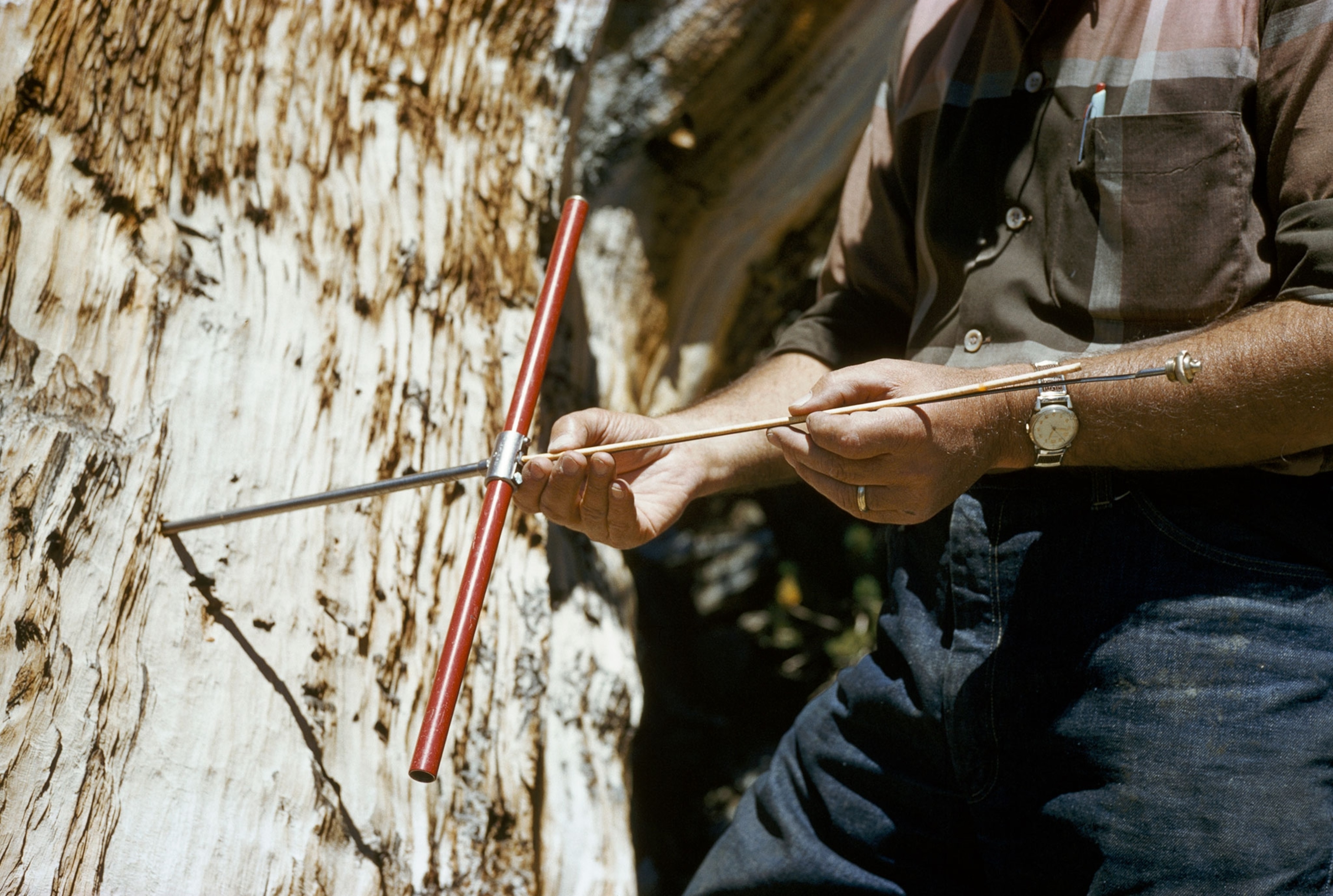 a dendrochronology core sample