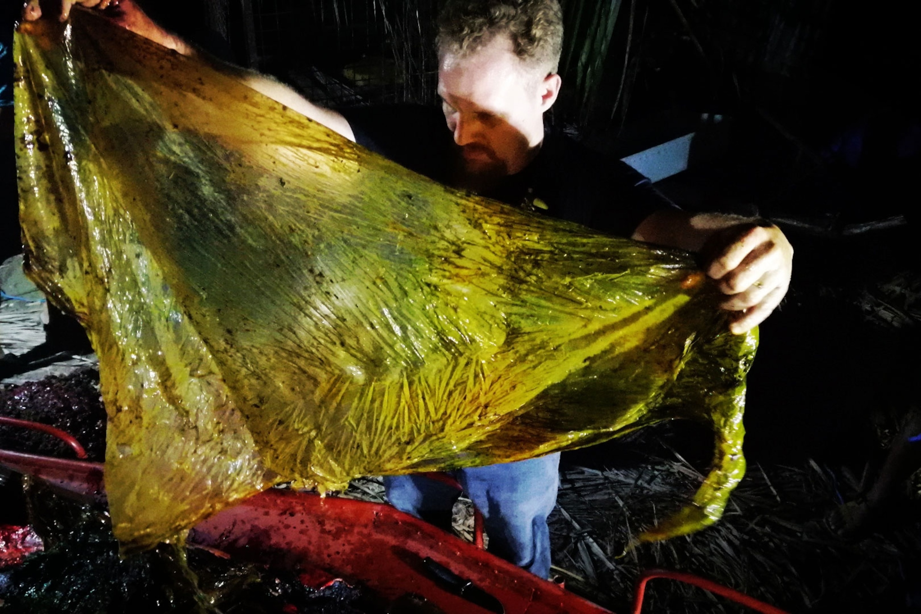 the whale found dead full of plastic