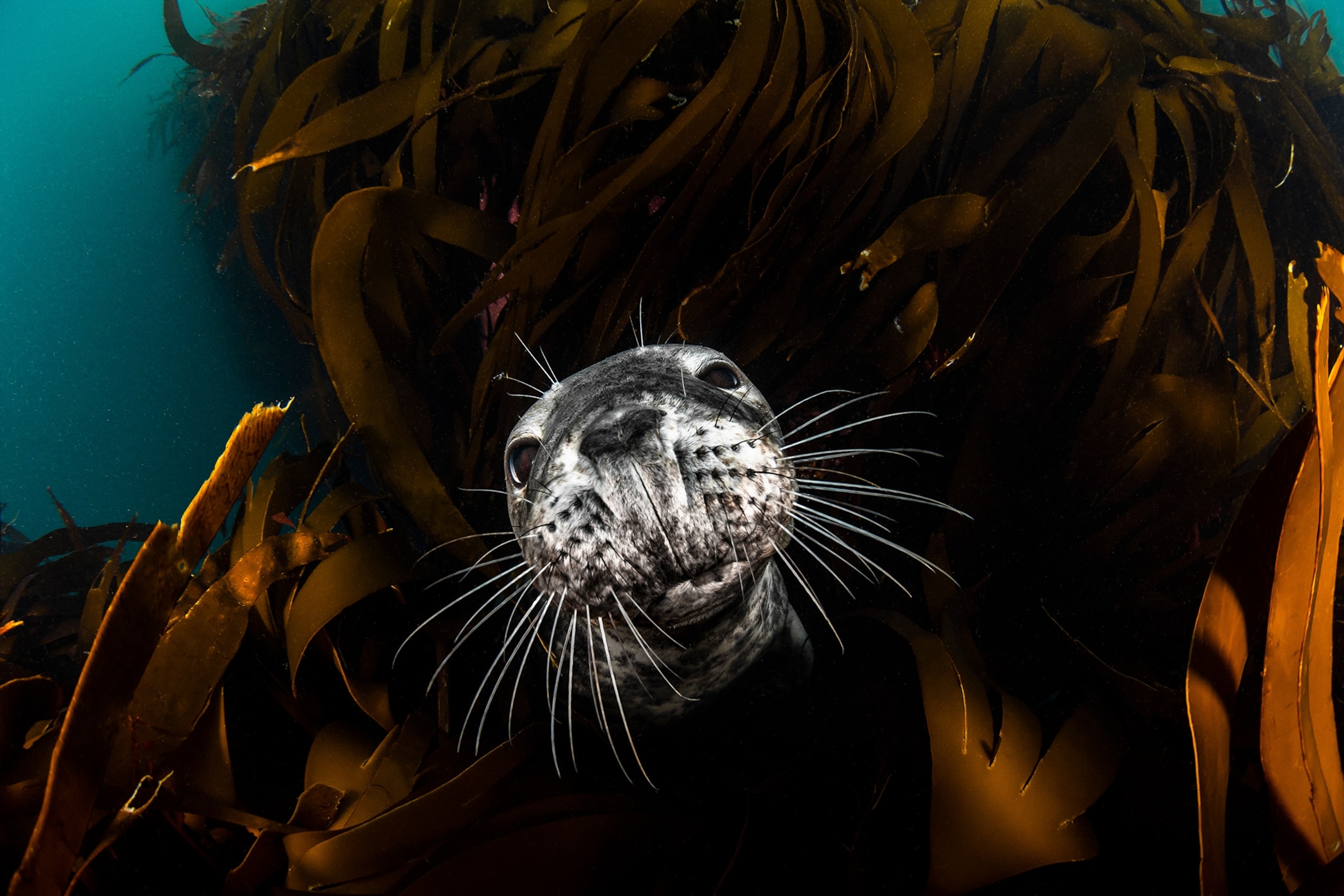 A grey seal spins in grass.