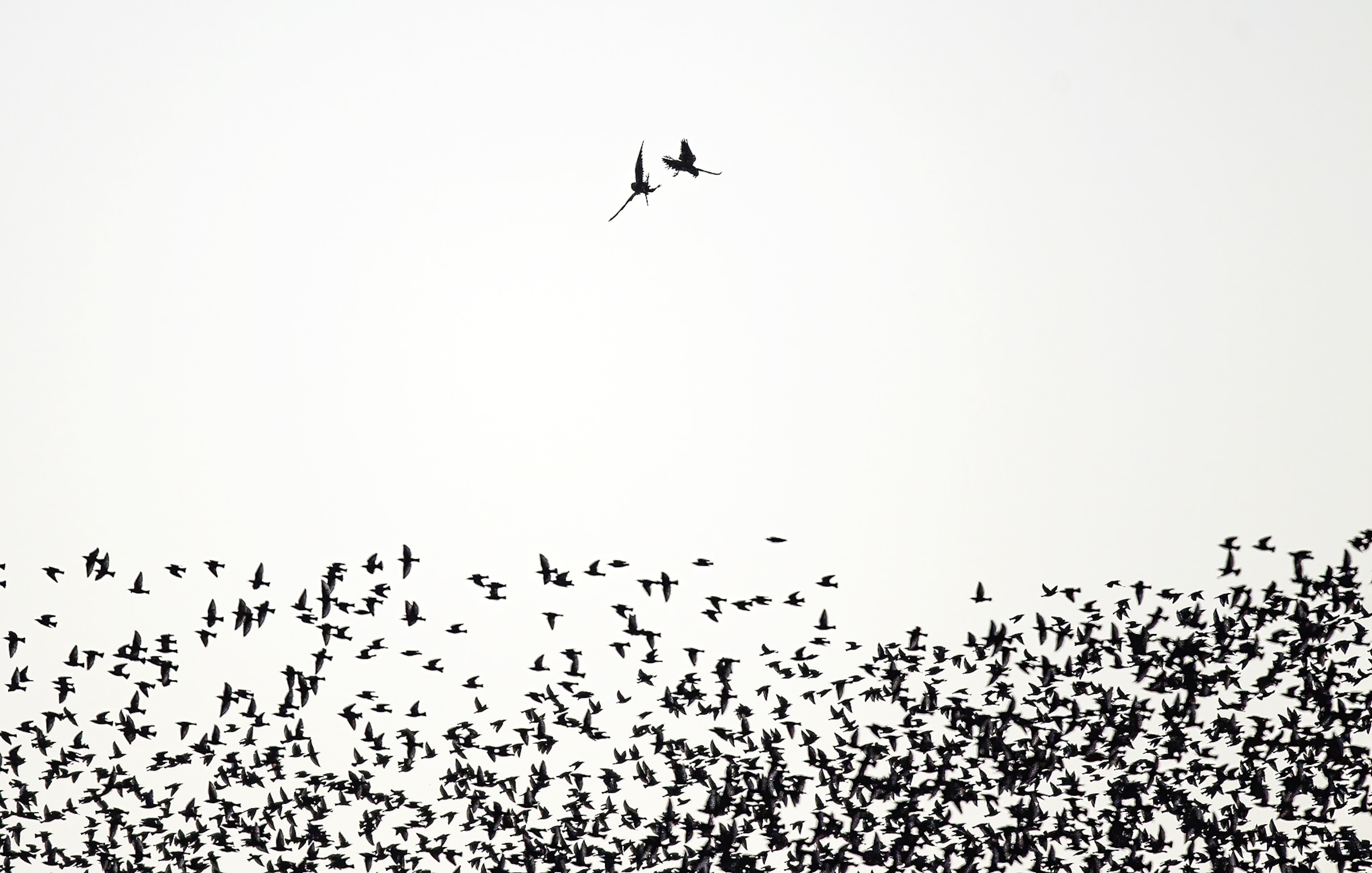 A falcon fighting a starling silhouetted above many other starlings