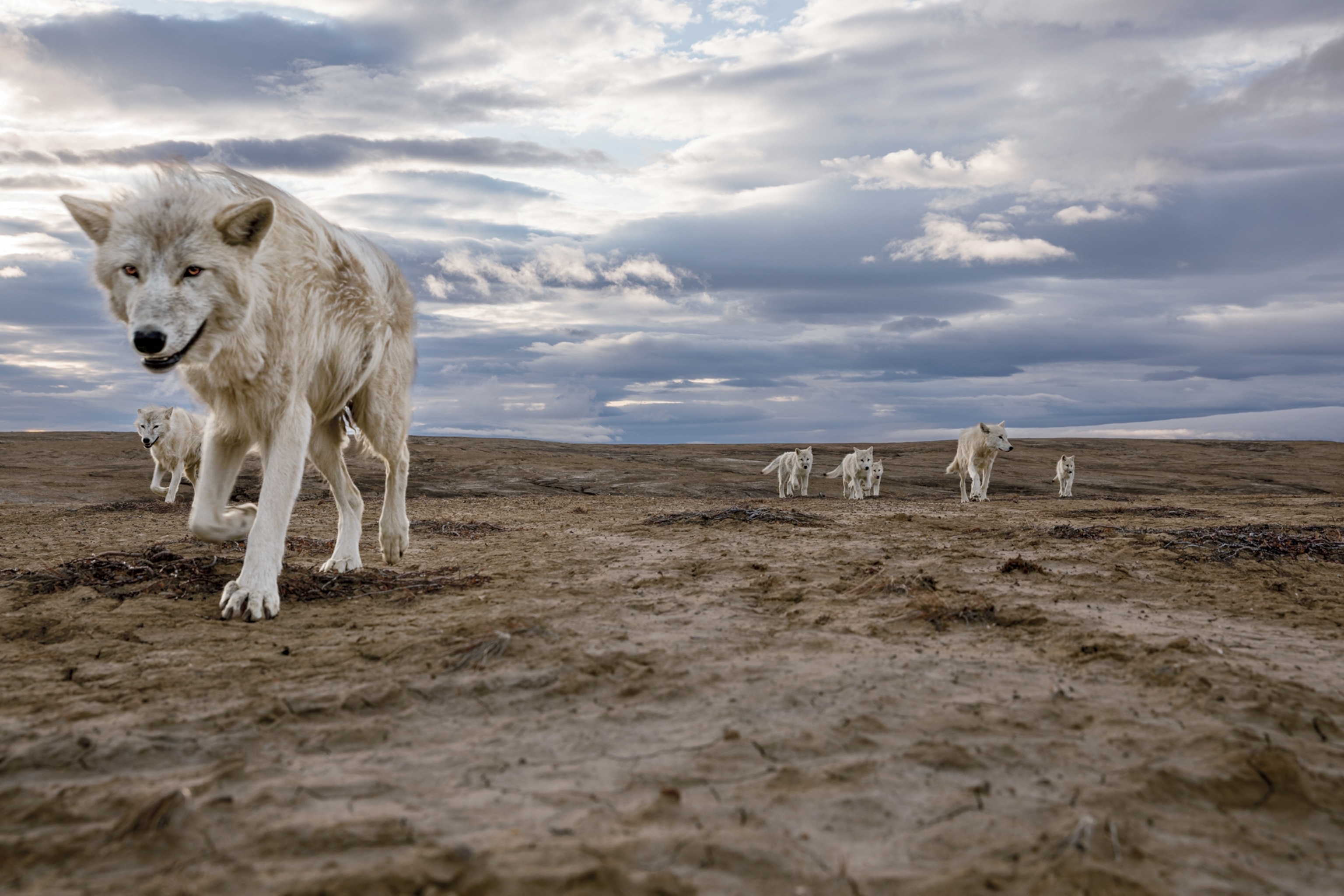 a pack of wolves in search of prey
