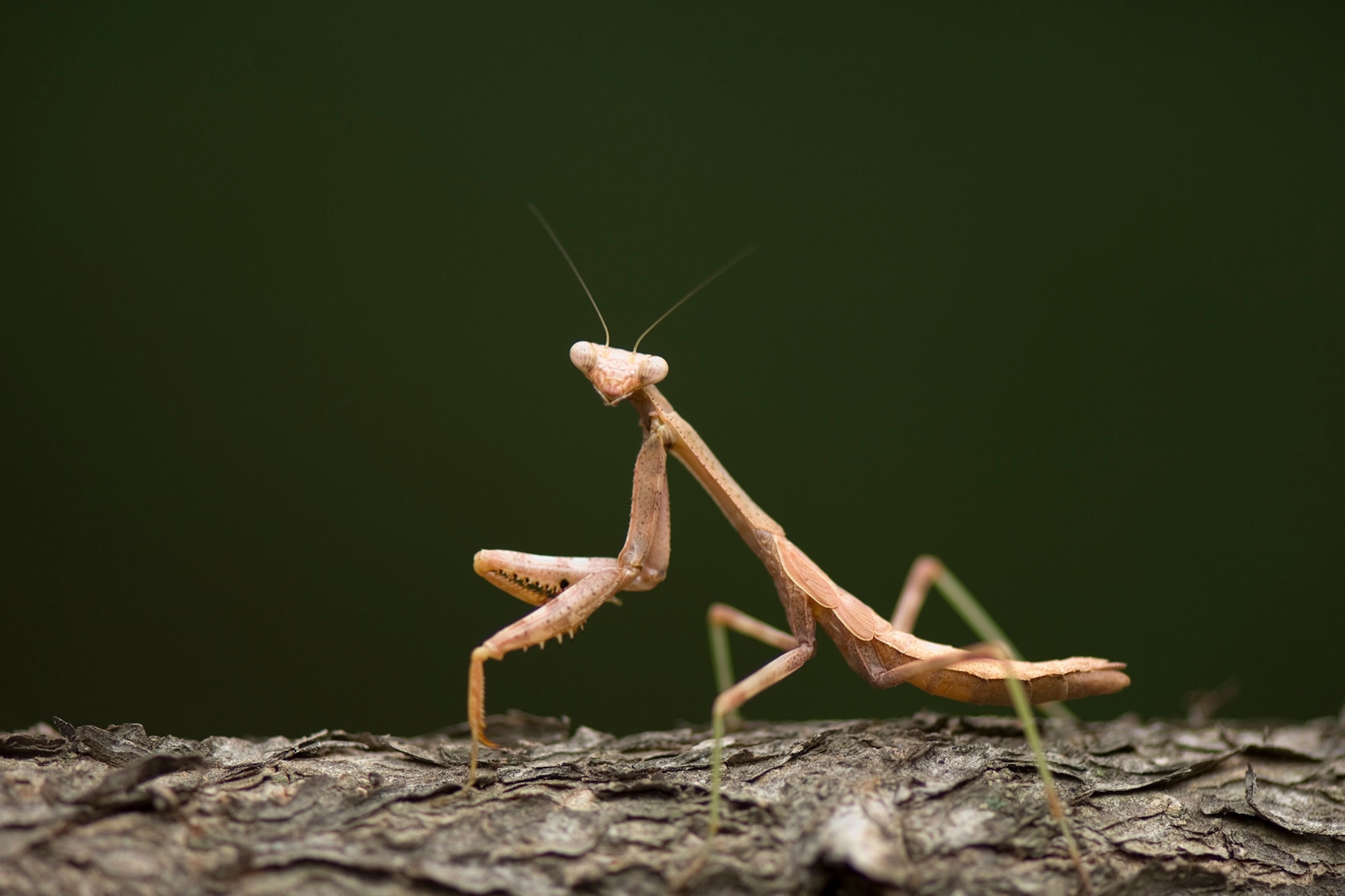 a praying mantis