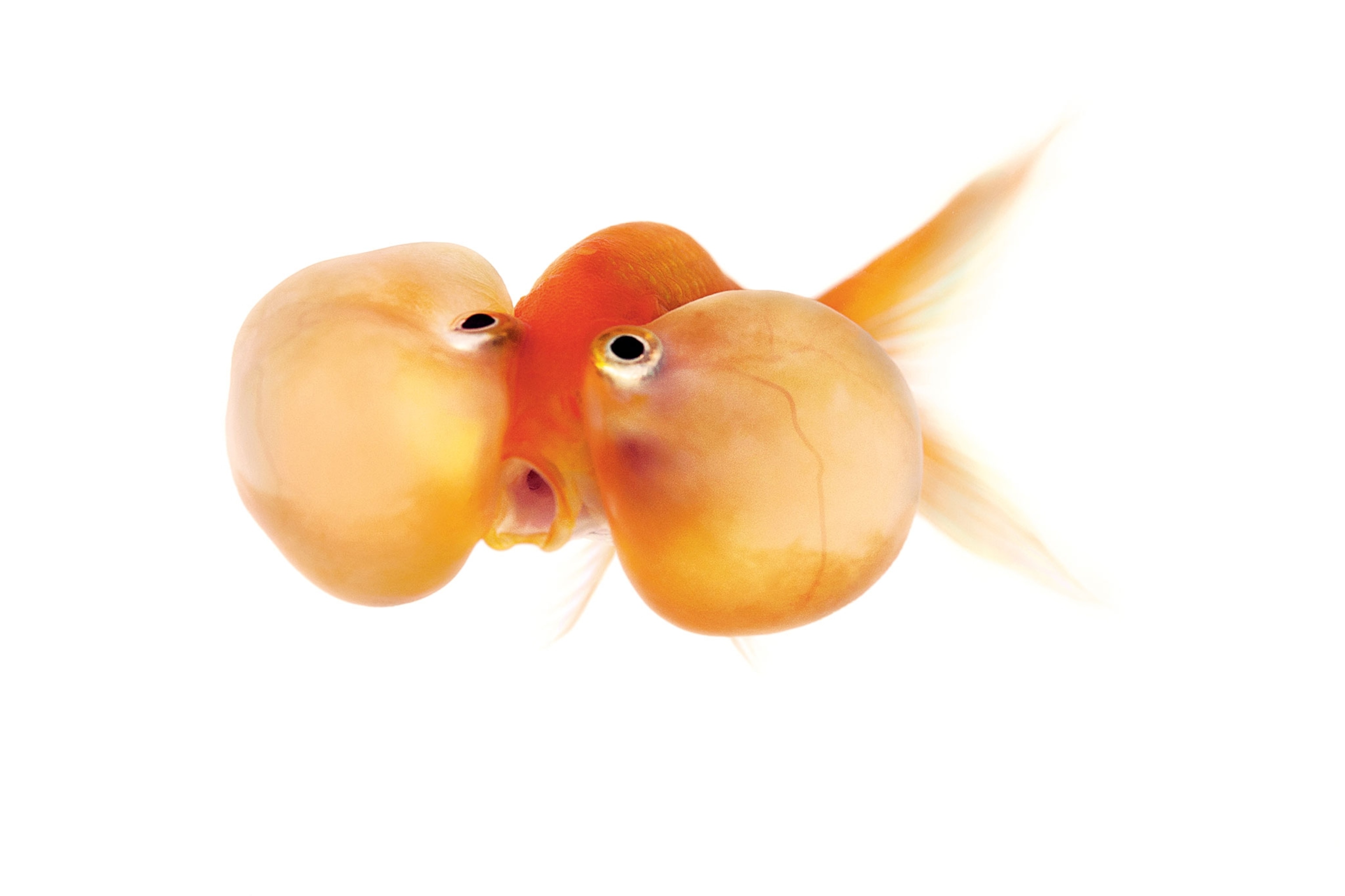 a goldfish