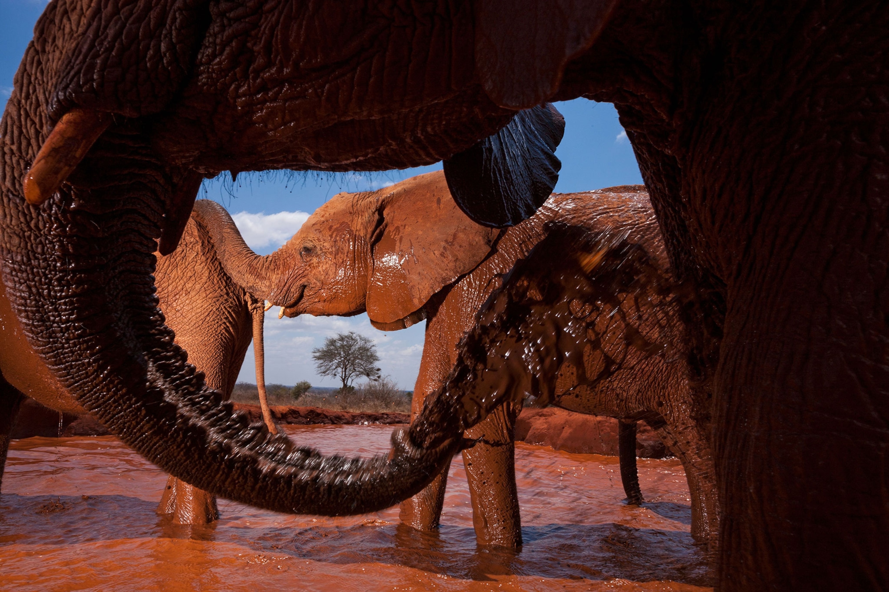 elephants