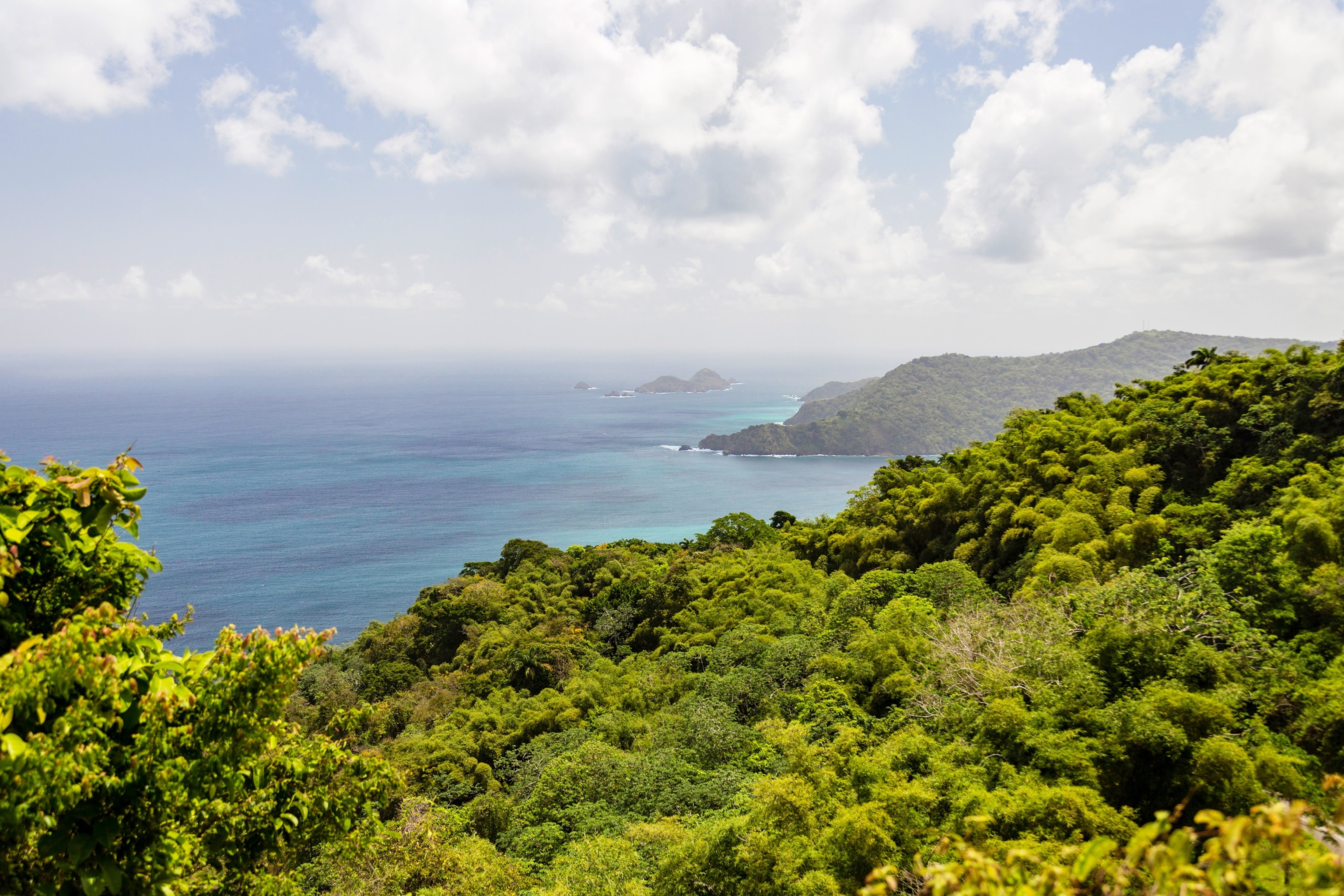 a rainforest in Tobago