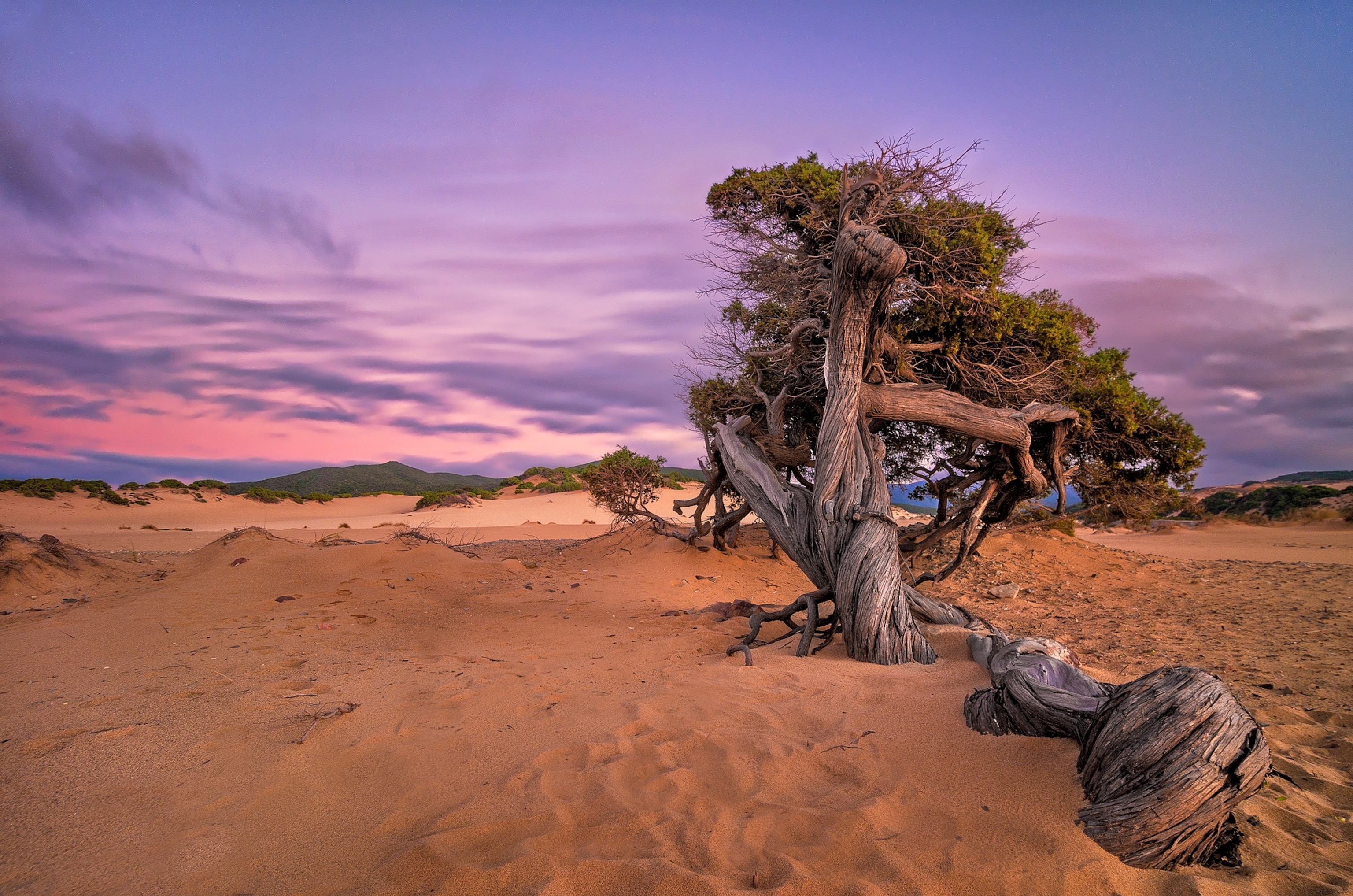 the Tree of Fairy Tales in Piscinas dunes, Arbus, Sardinia