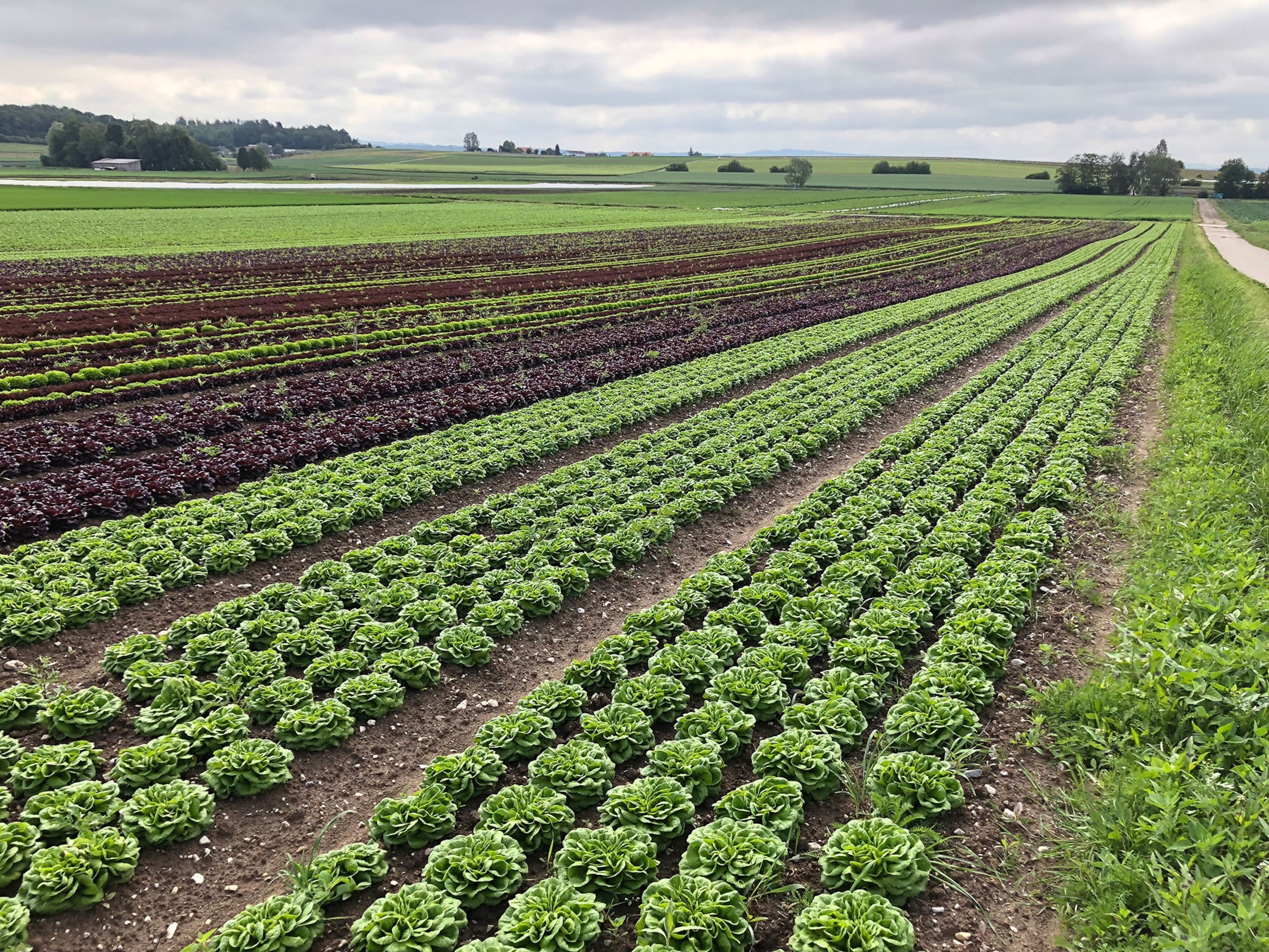 Rural scene of a salad field with rows of green, purple, and red lettuce.