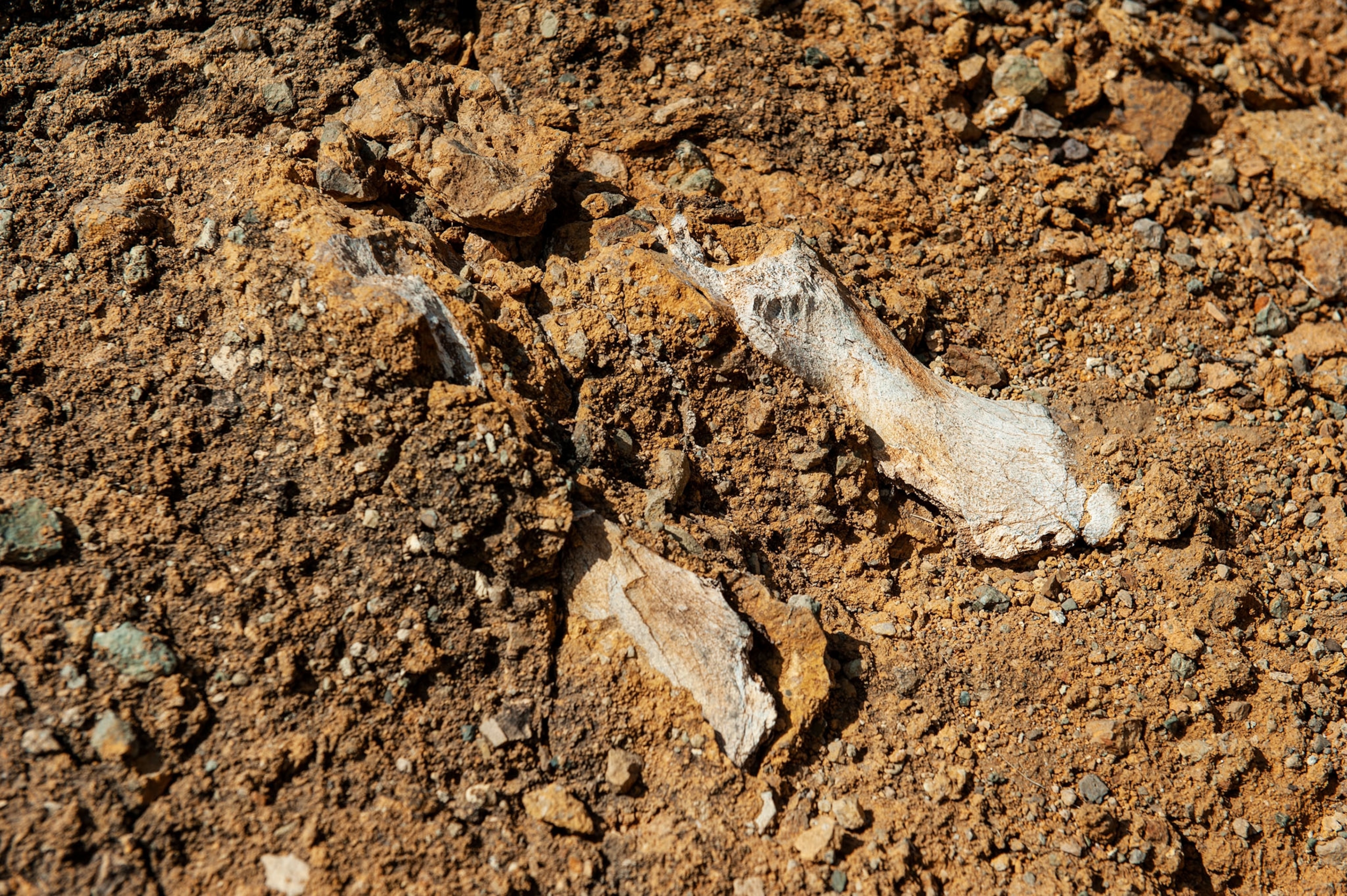 Picture of a bone fragment on dirt