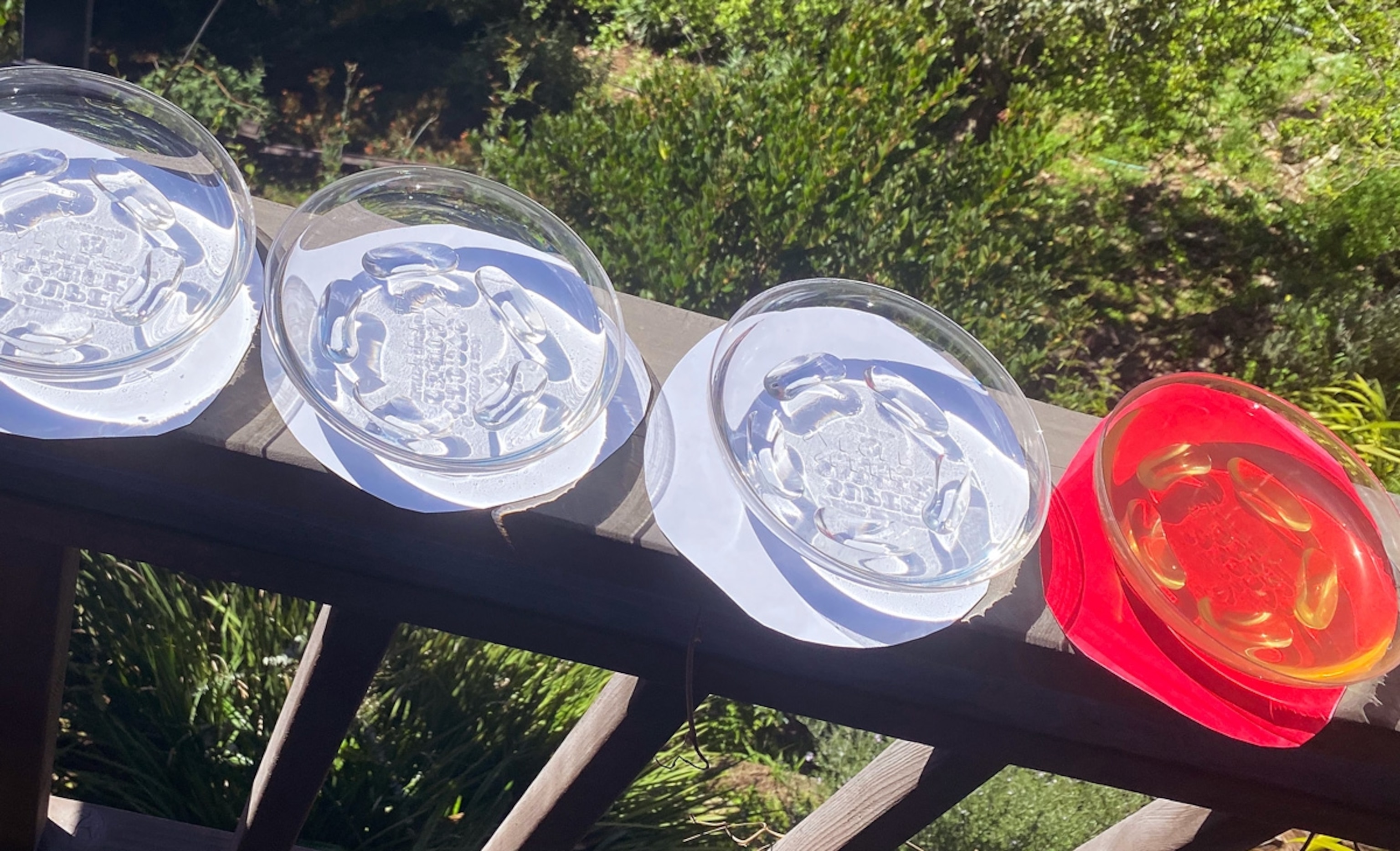 Dishes of sugar water placed outdoors for a bee memory experiment.