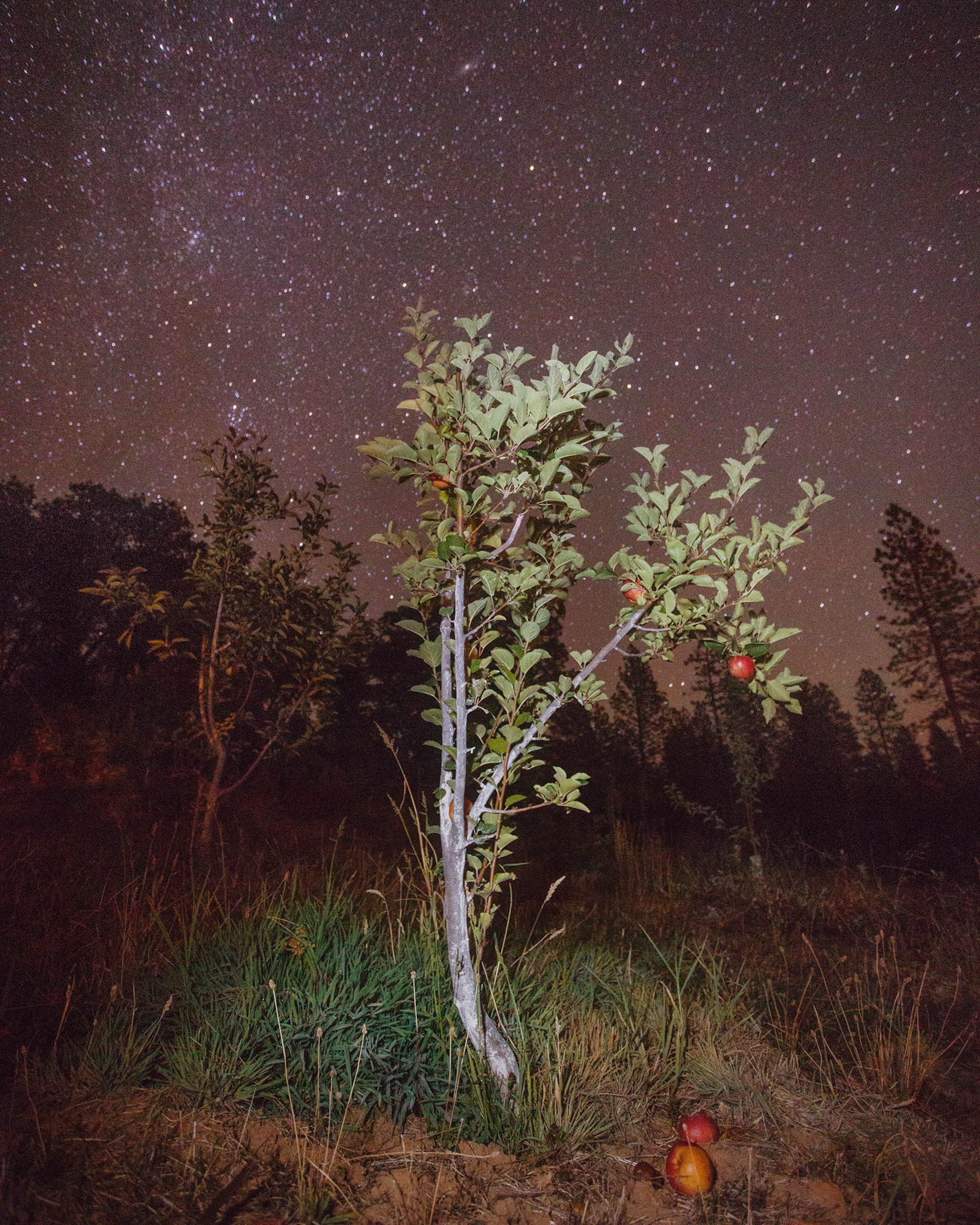 heirlooms in the United States