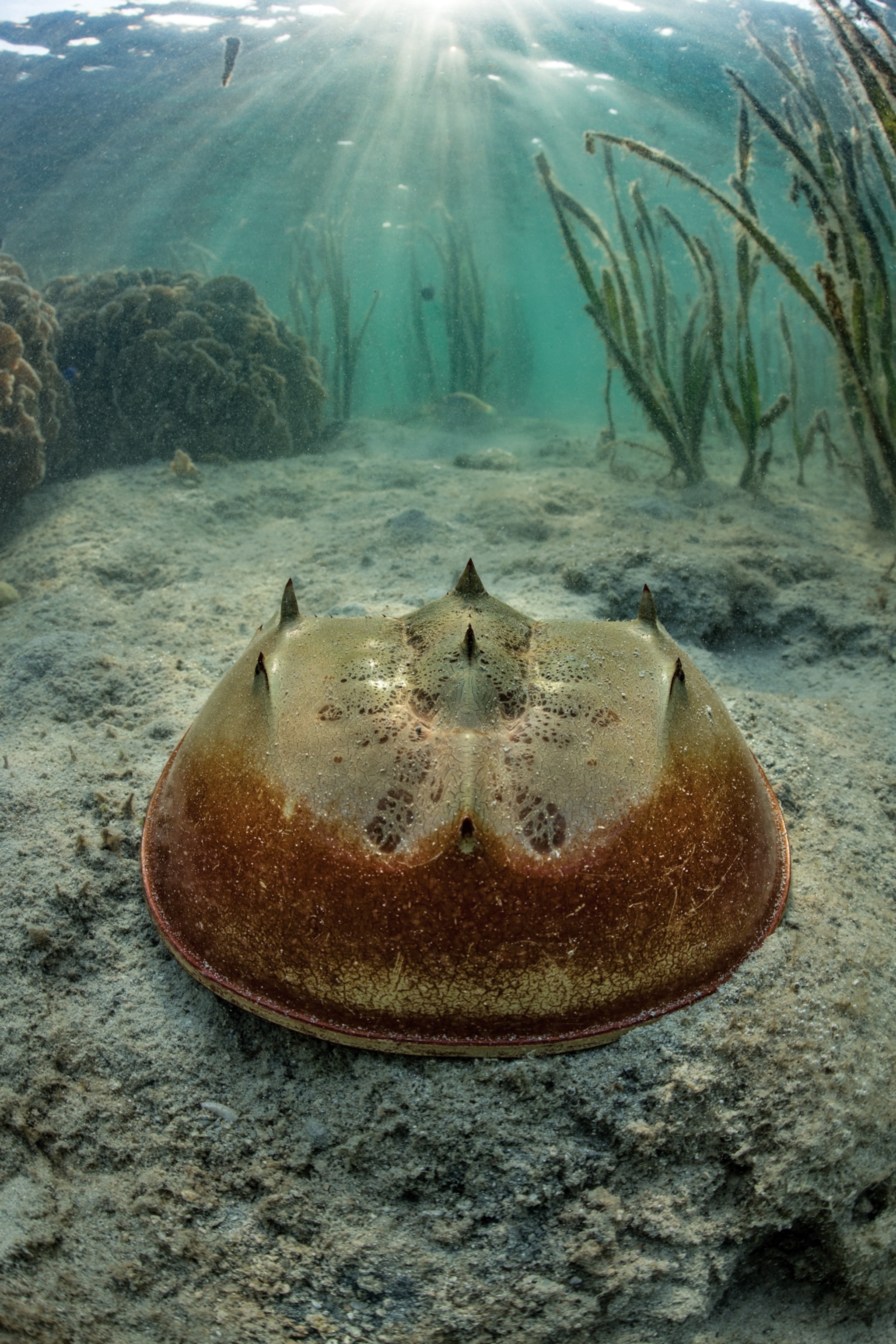 Picture of a horseshoe crab seen on the sandy floor of a reef.