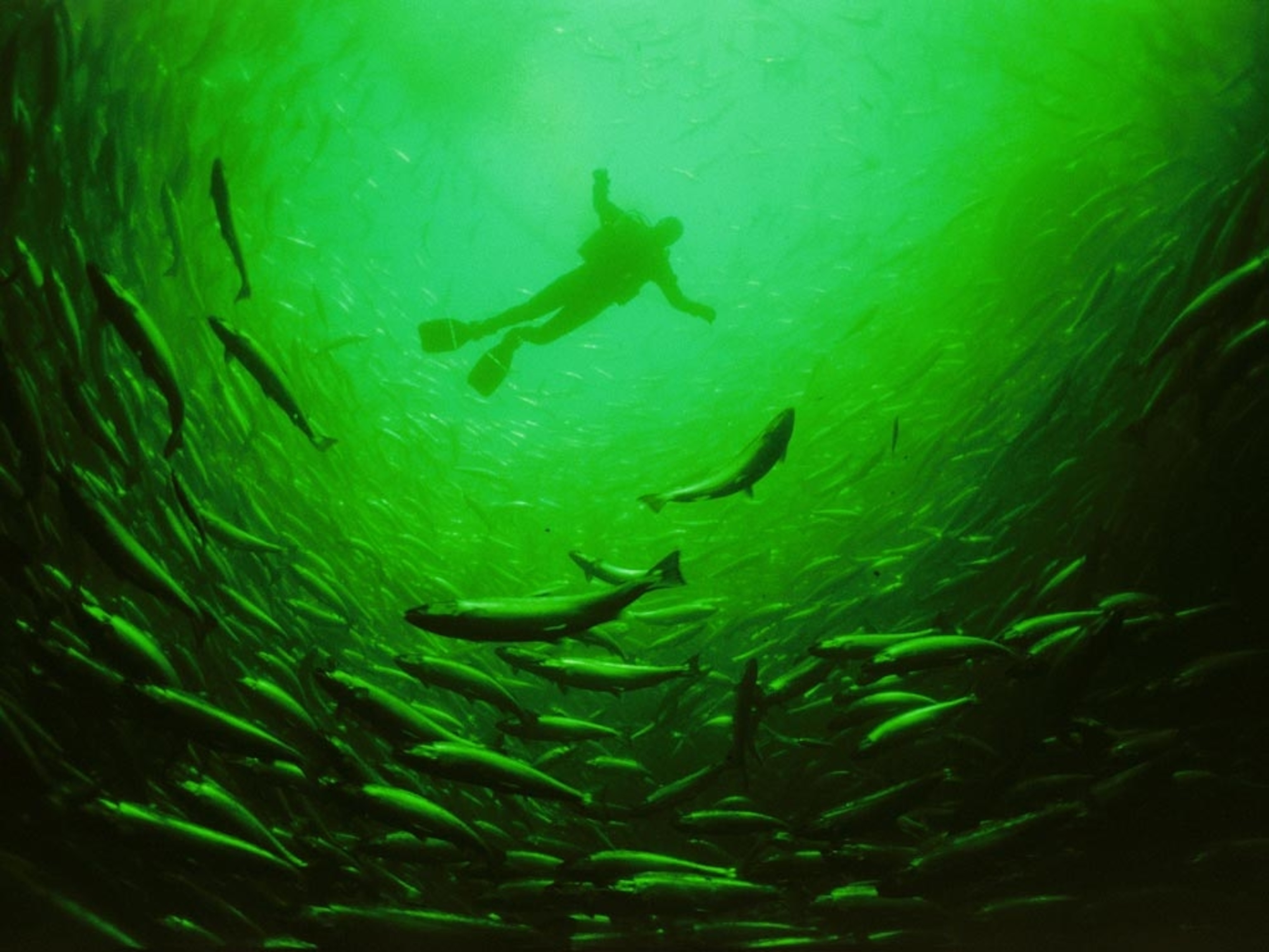 Scuba diver amid farmed salmon