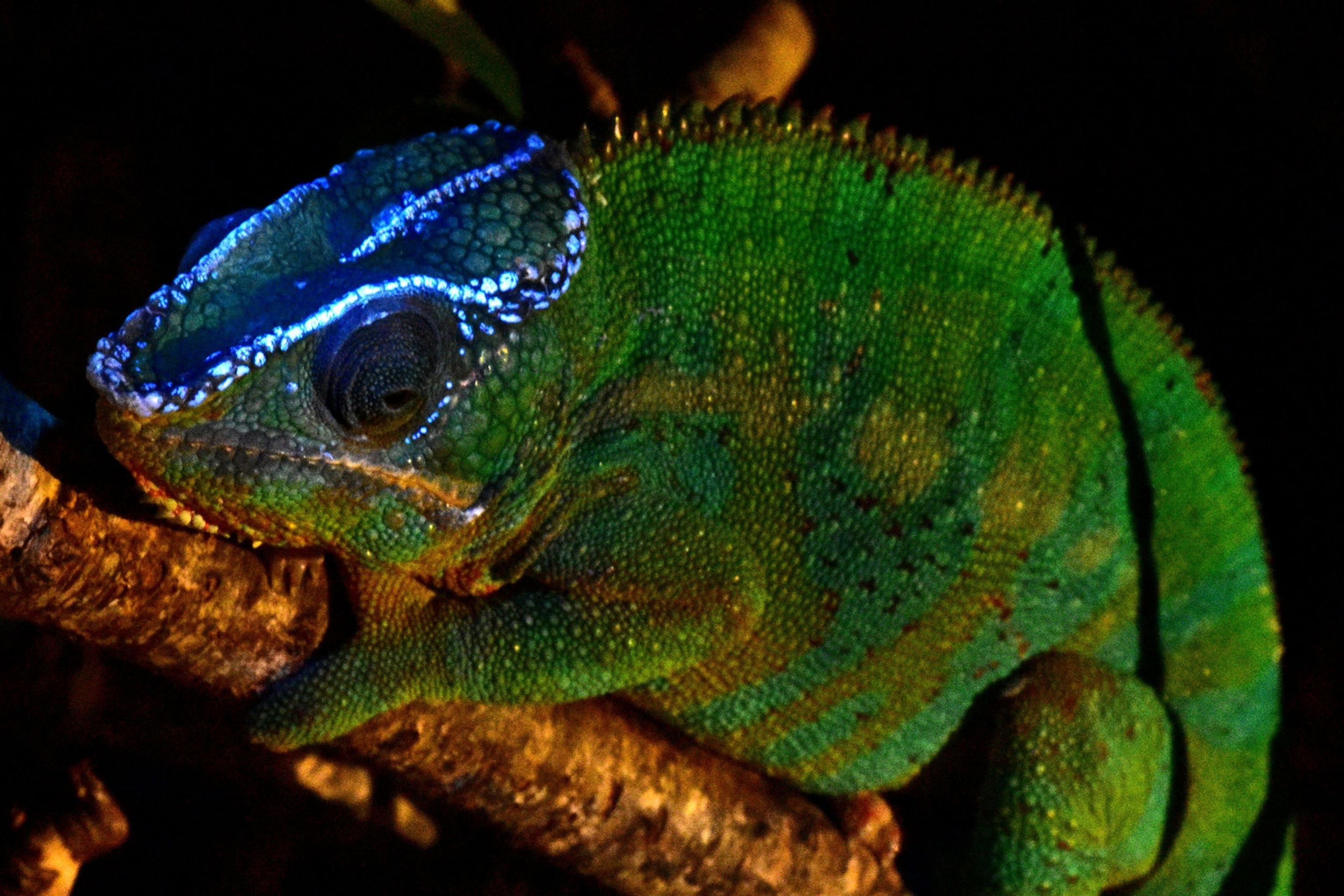 a chameleon